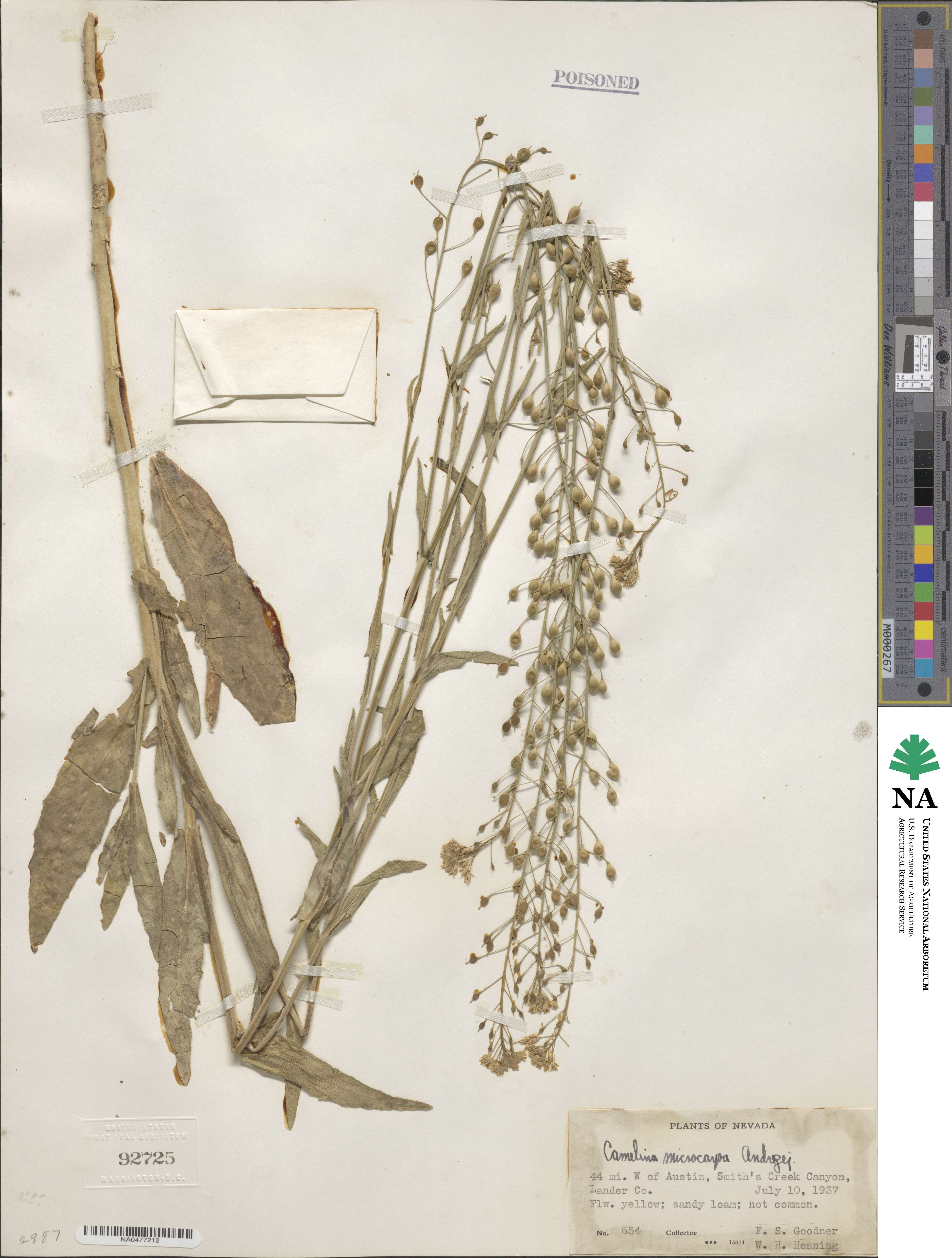 Camelina microcarpa image
