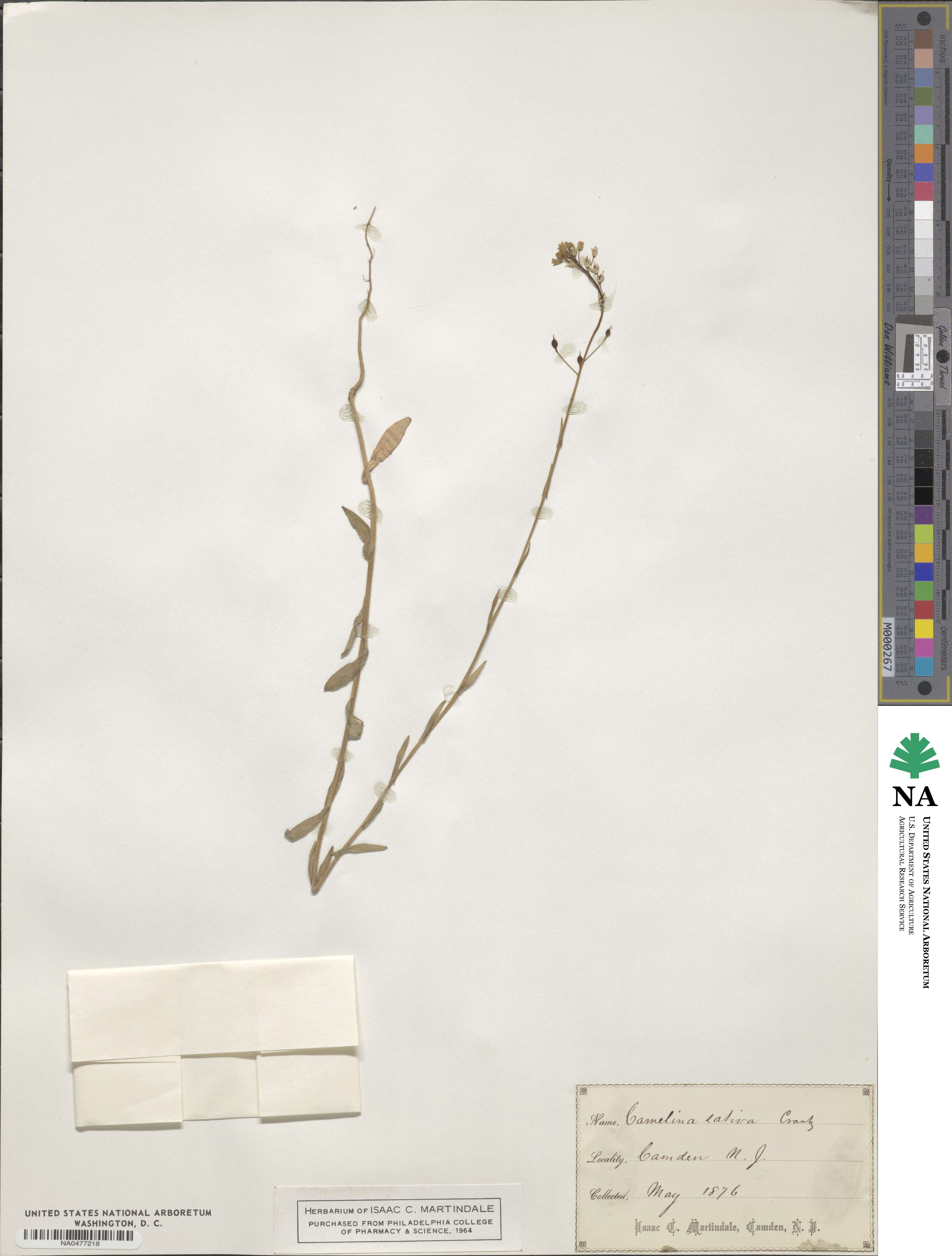 Camelina sativa image