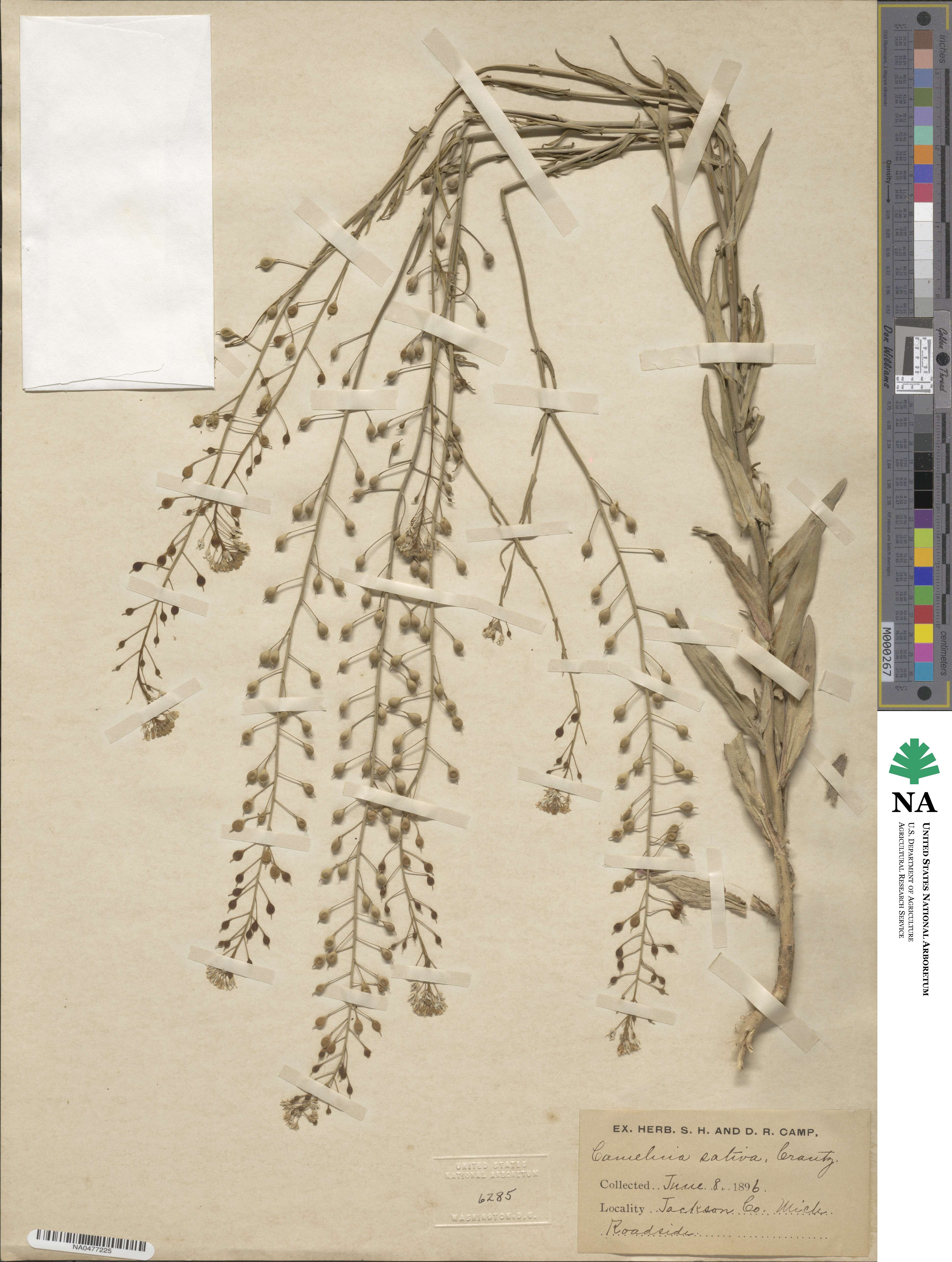 Camelina sativa image