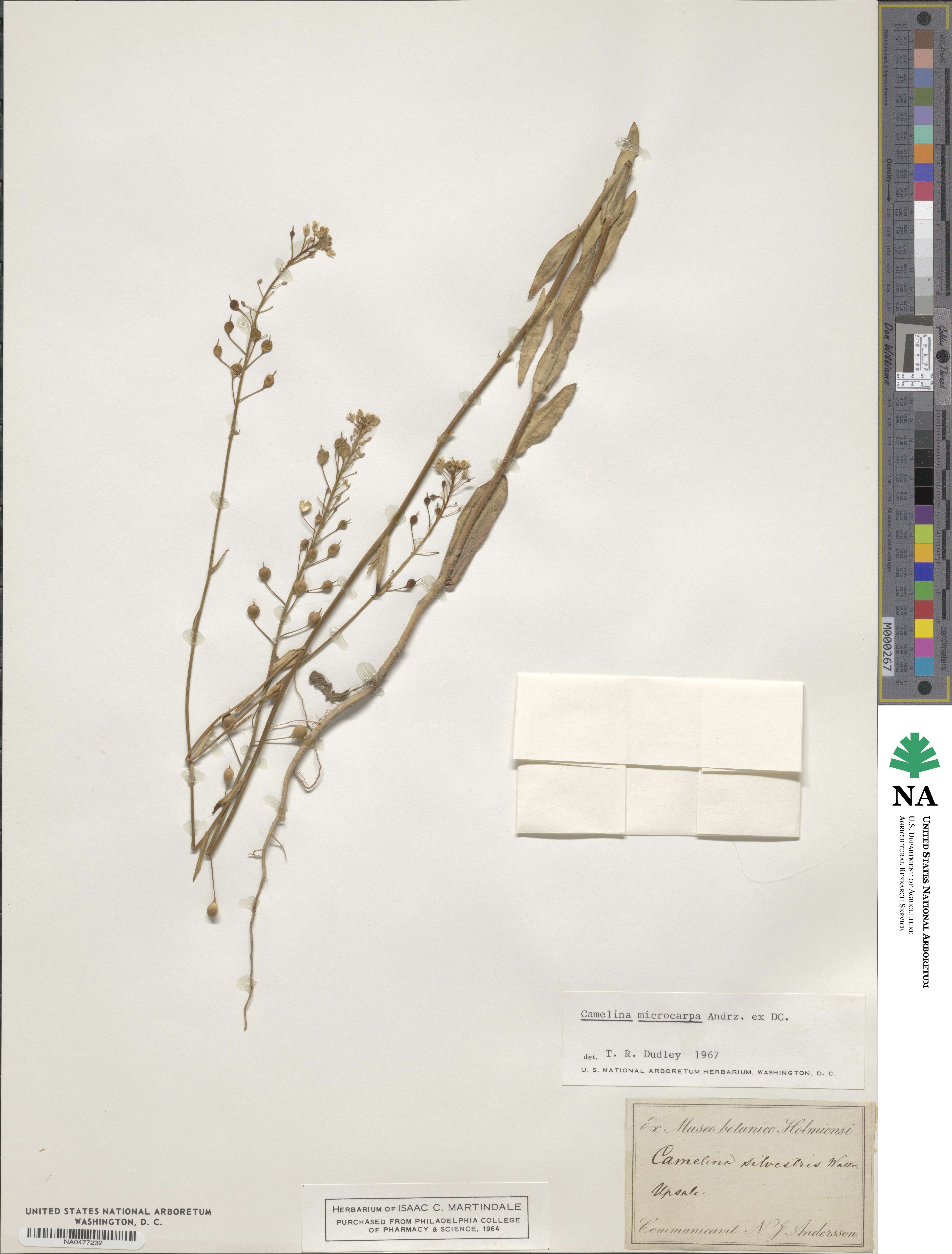 Camelina microcarpa image