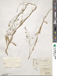 Neslia paniculata image