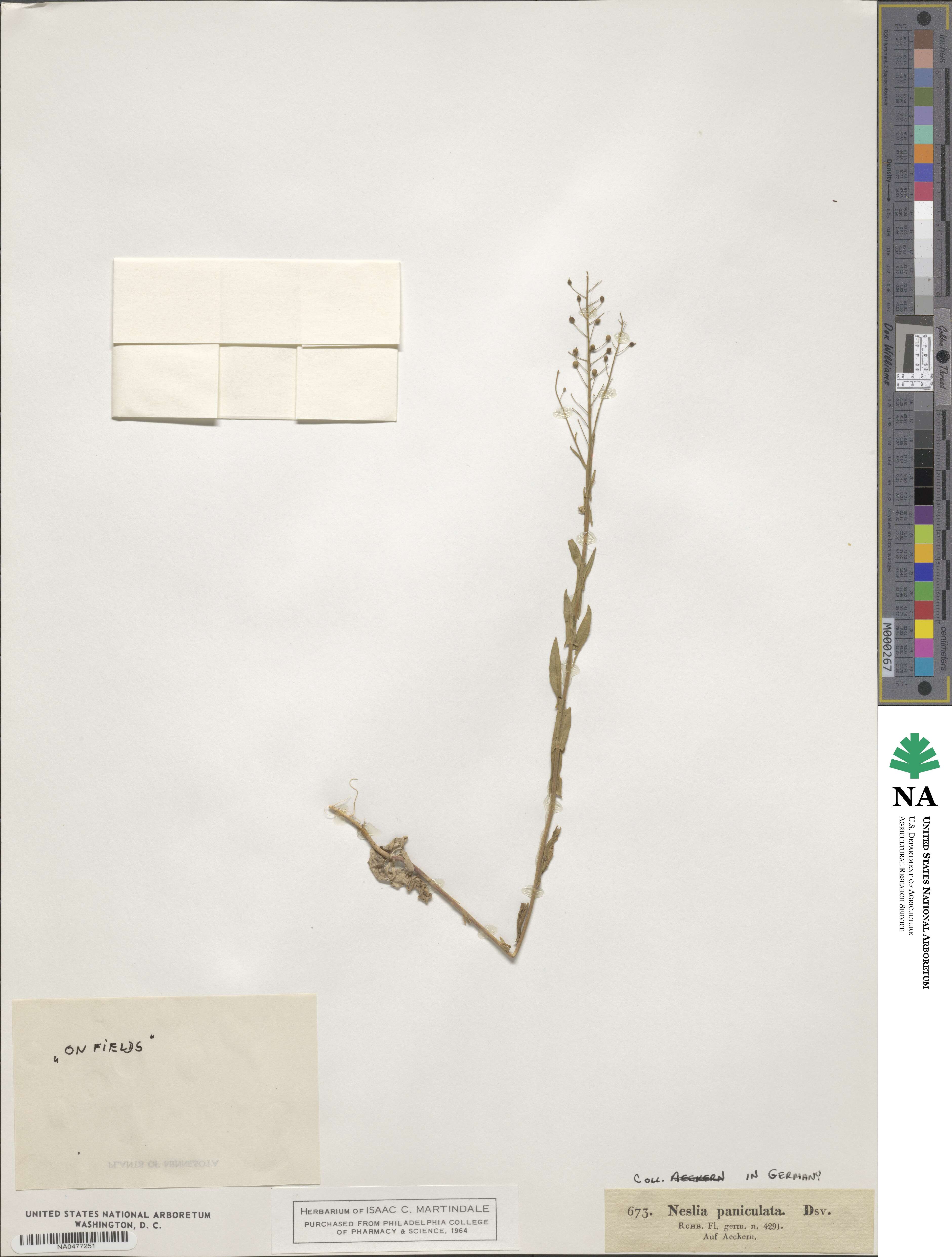 Neslia paniculata image