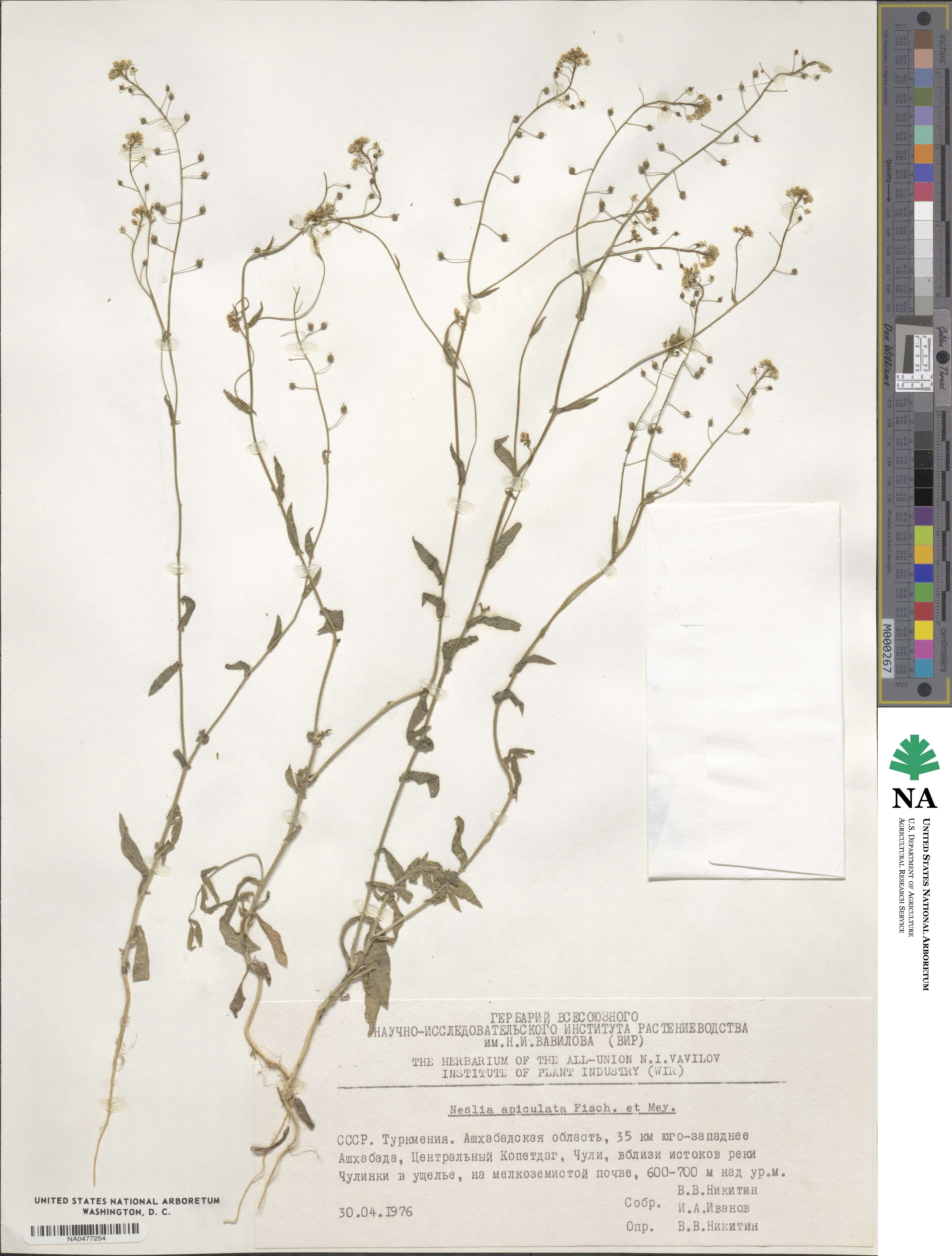 Neslia apiculata image