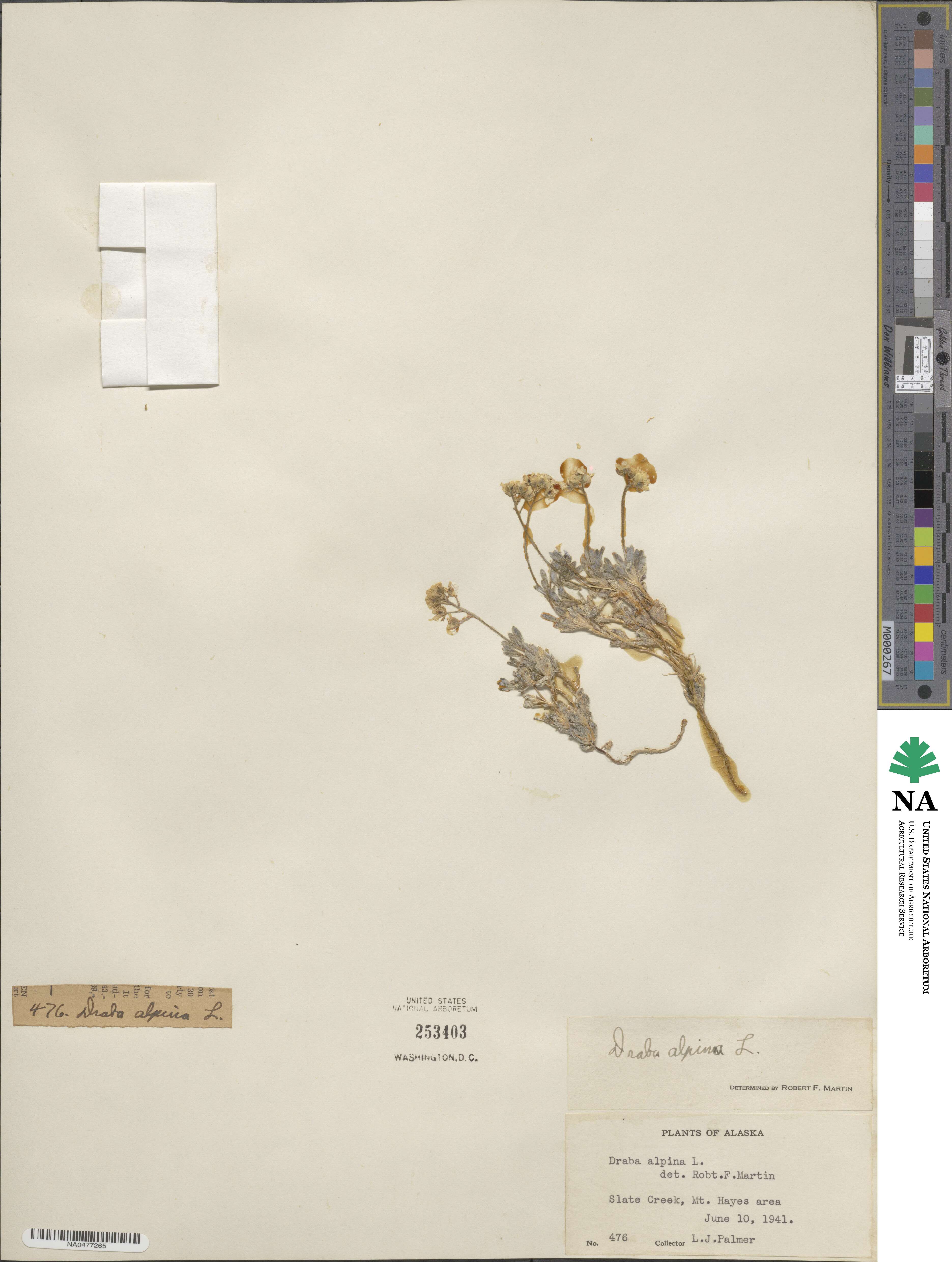 Draba alpina image