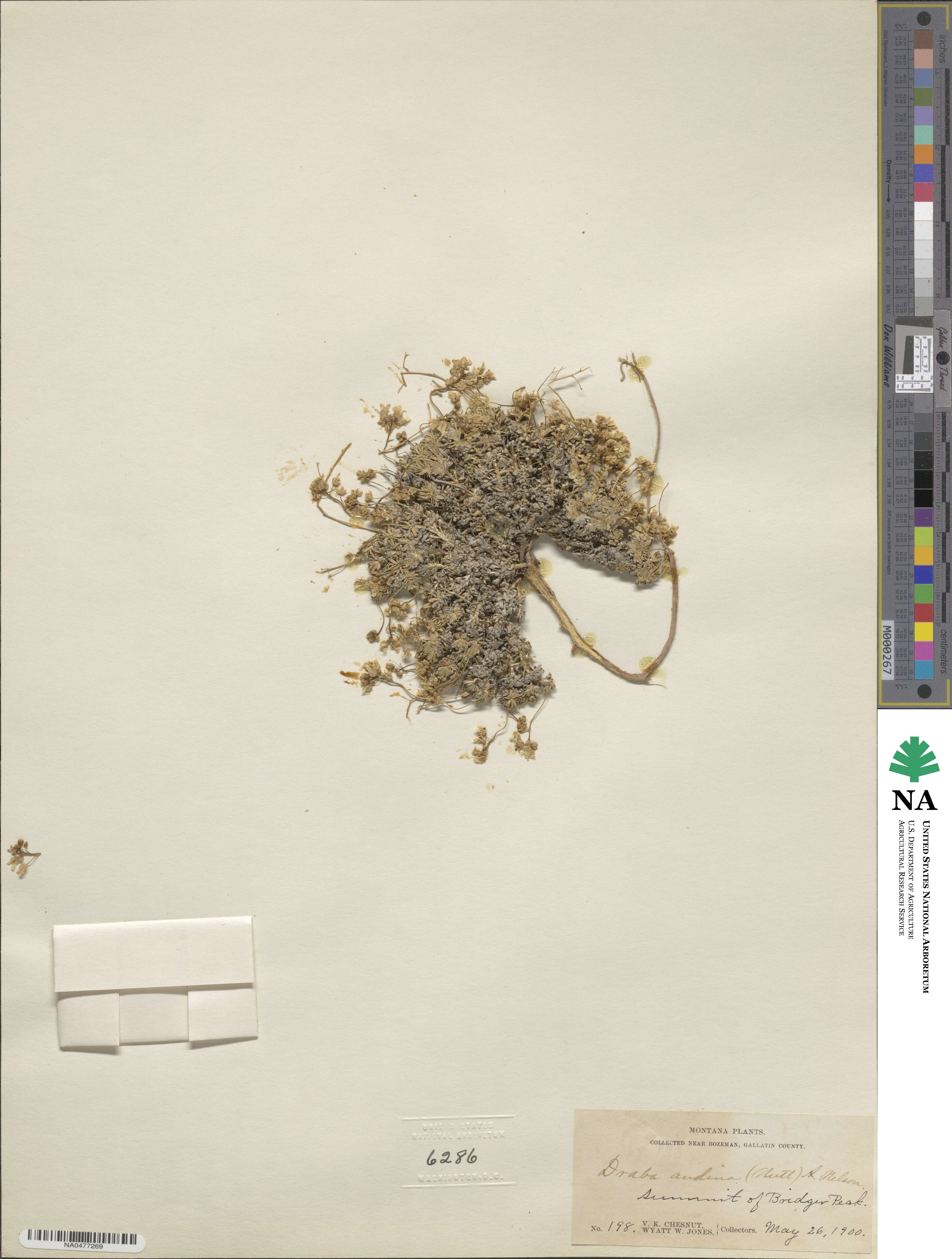 Draba andina image