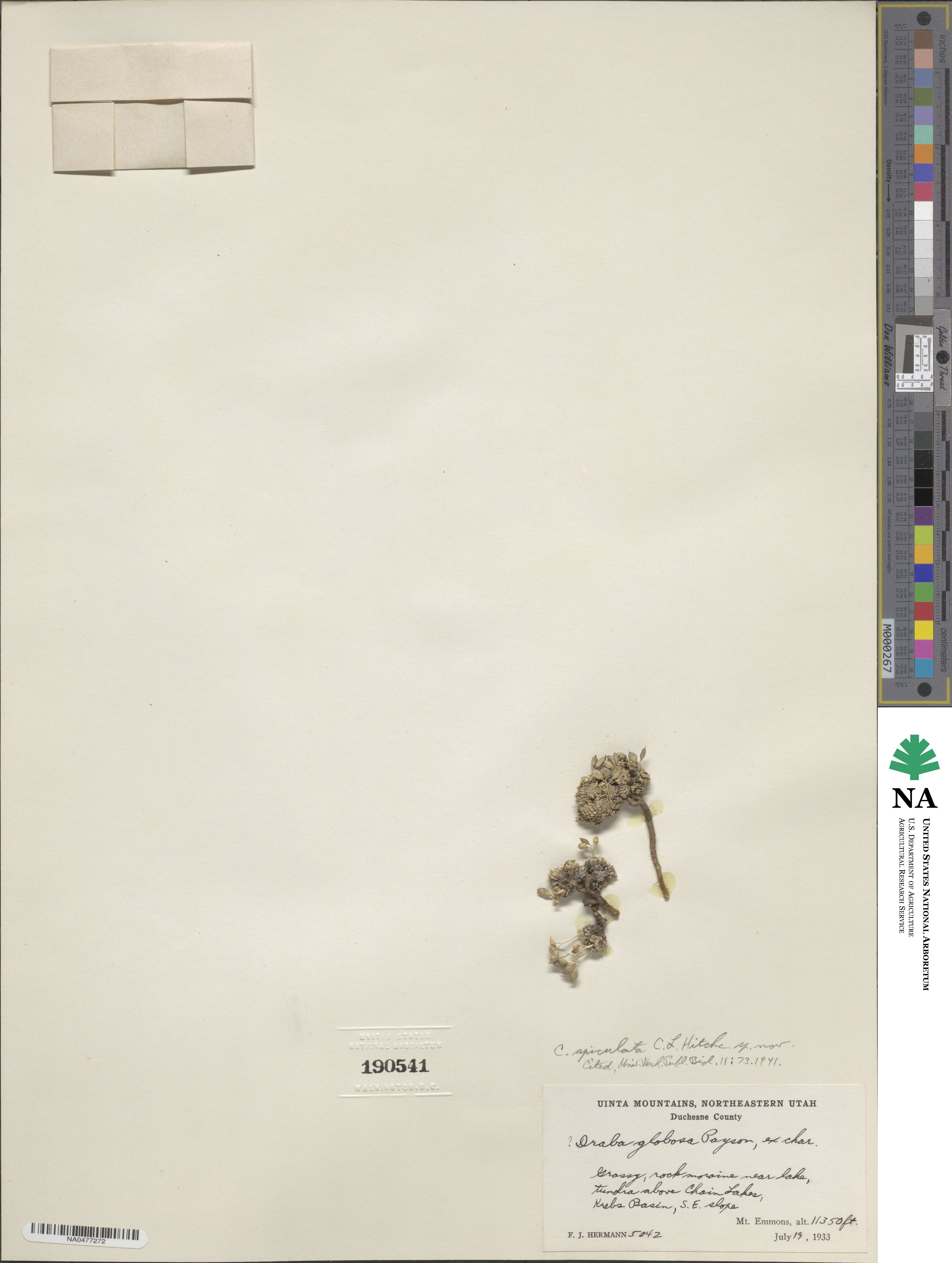 Draba globosa image