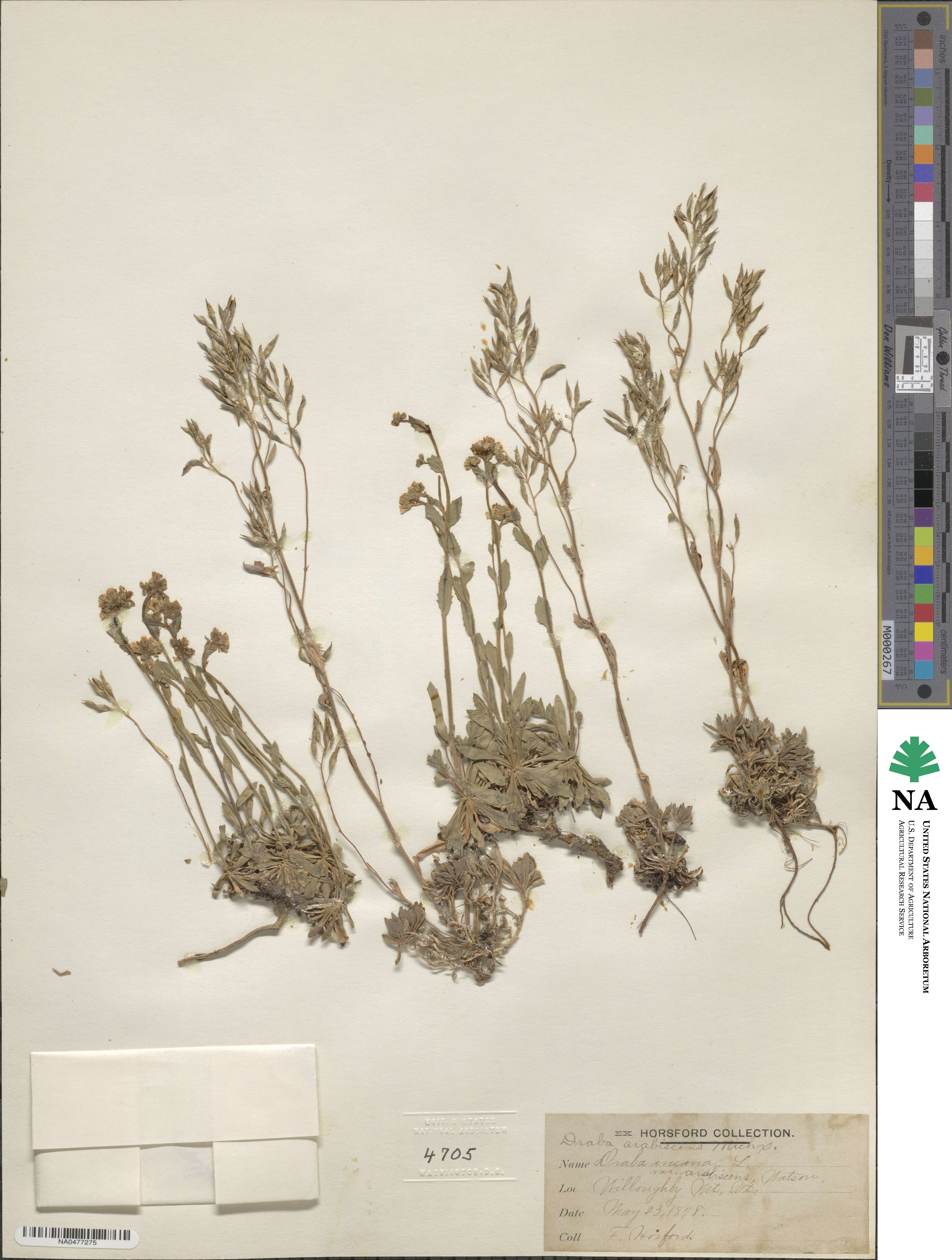 Draba arabisans image