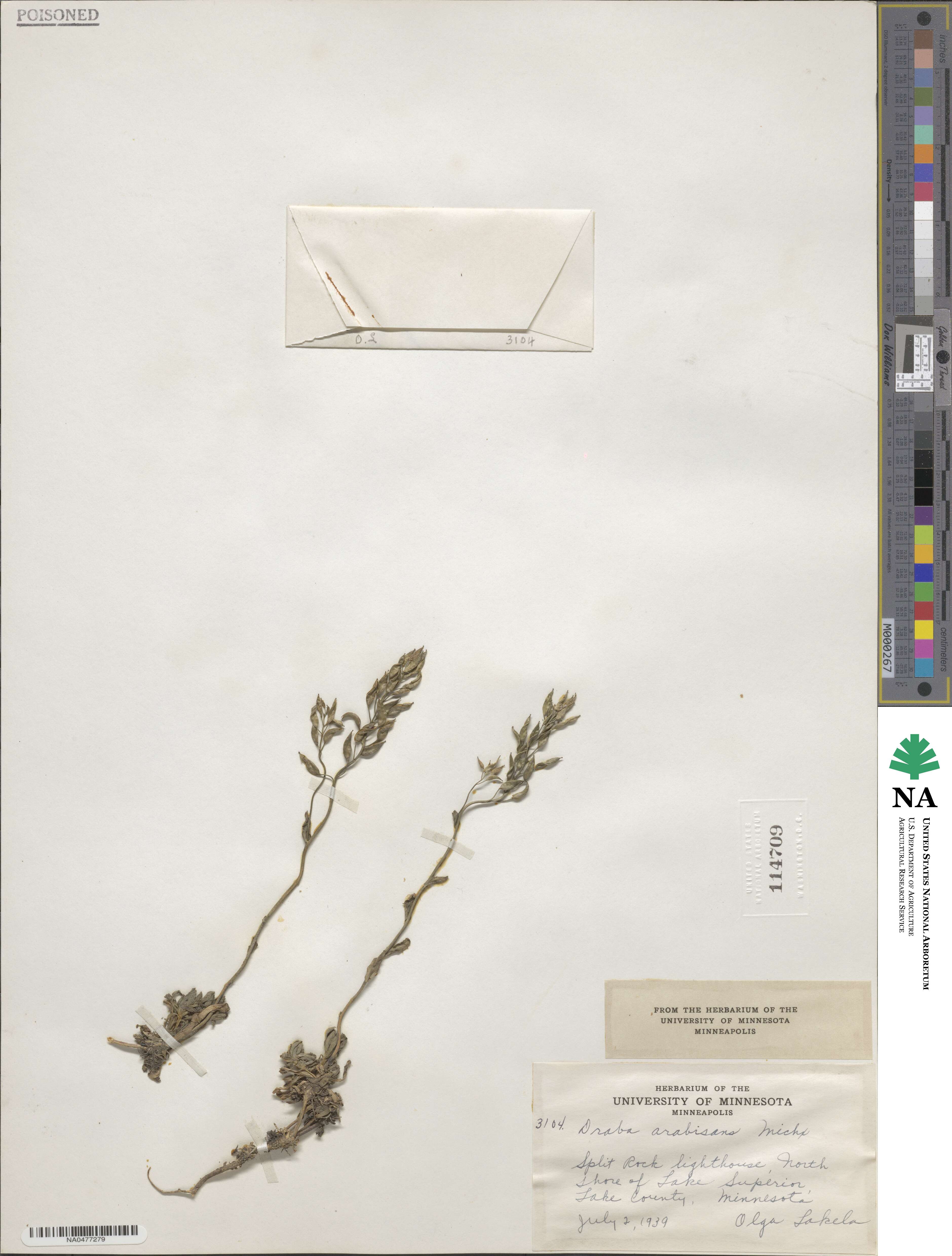 Draba arabisans image