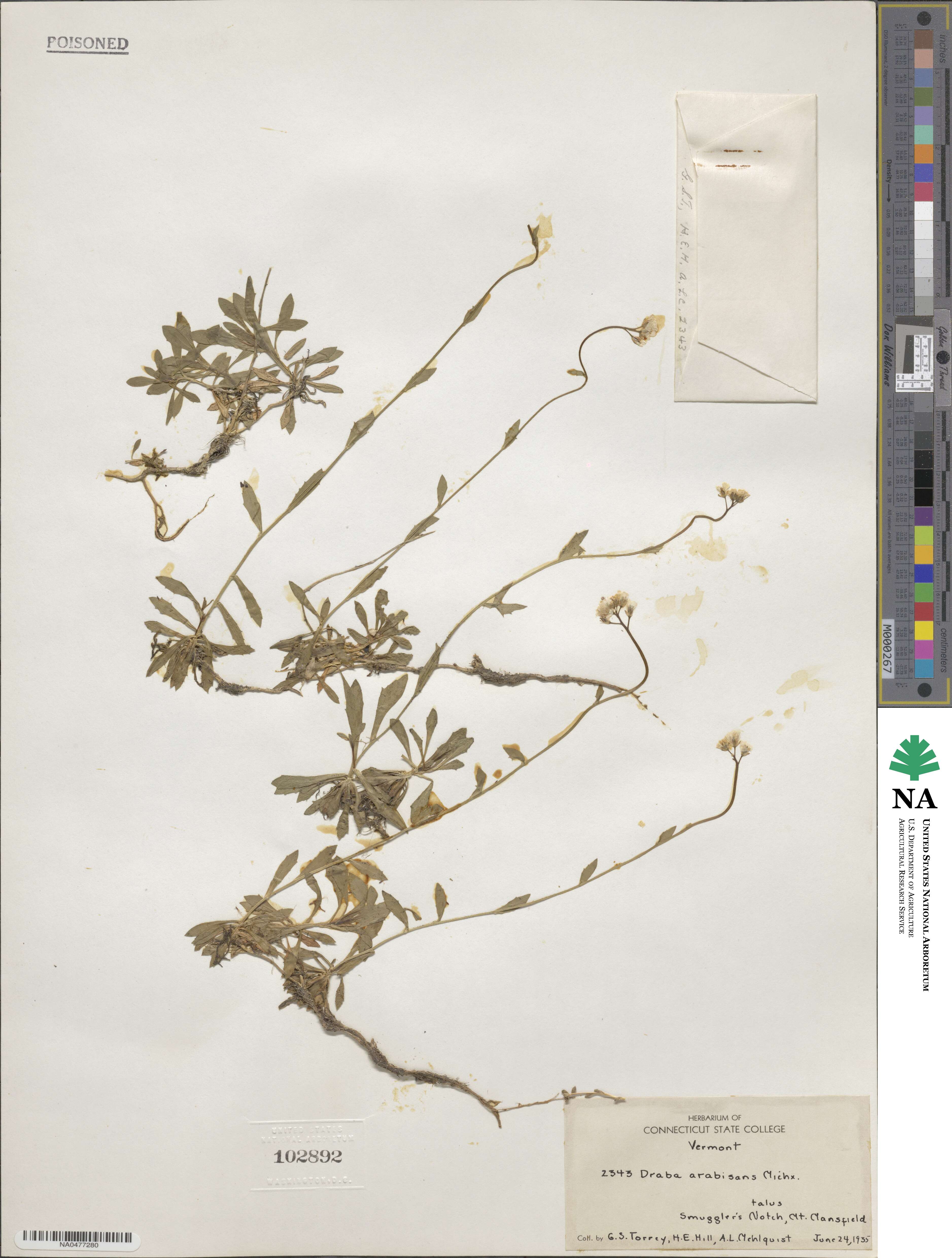 Draba arabisans image