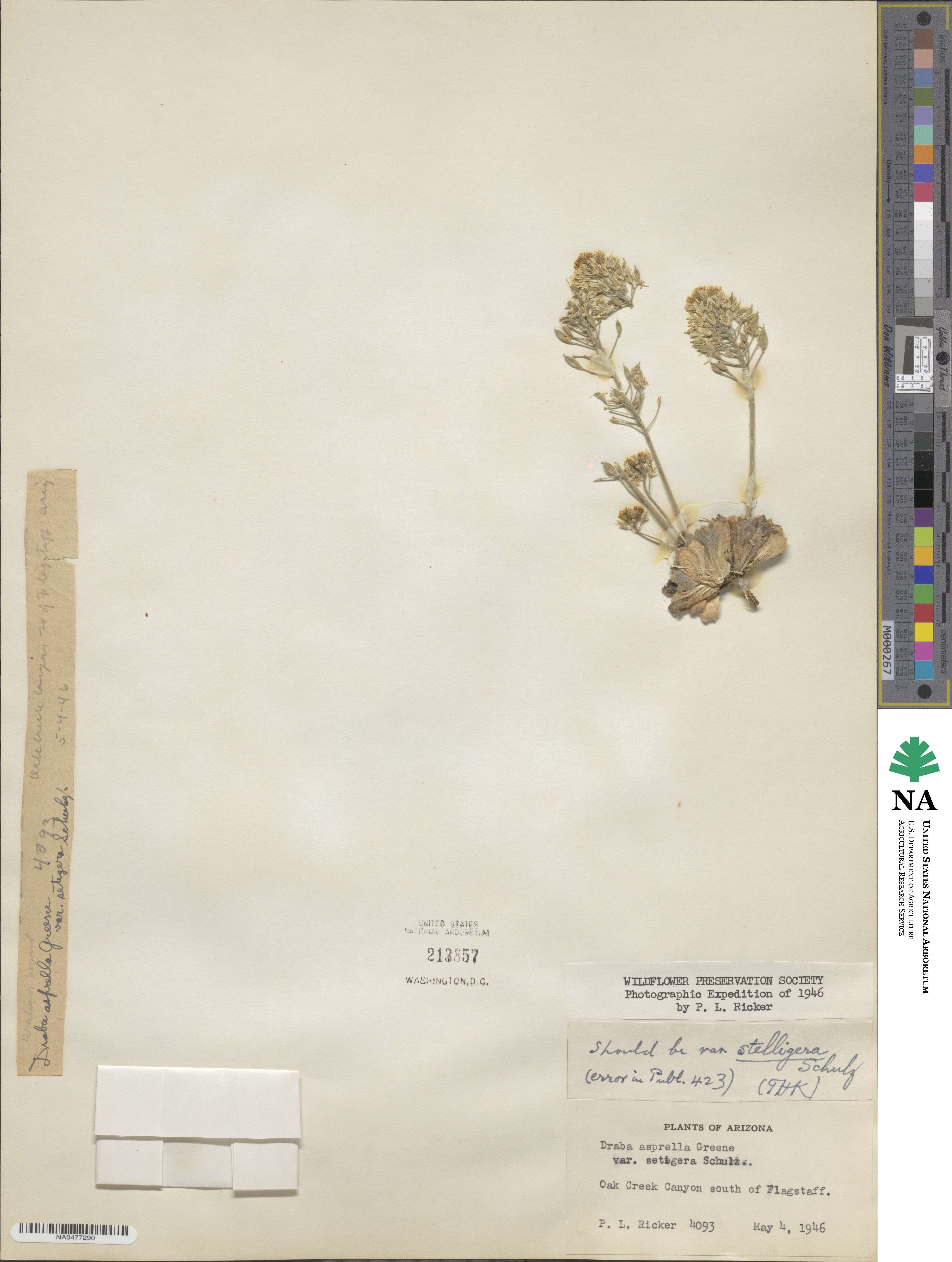 Draba asprella var. stelligera image