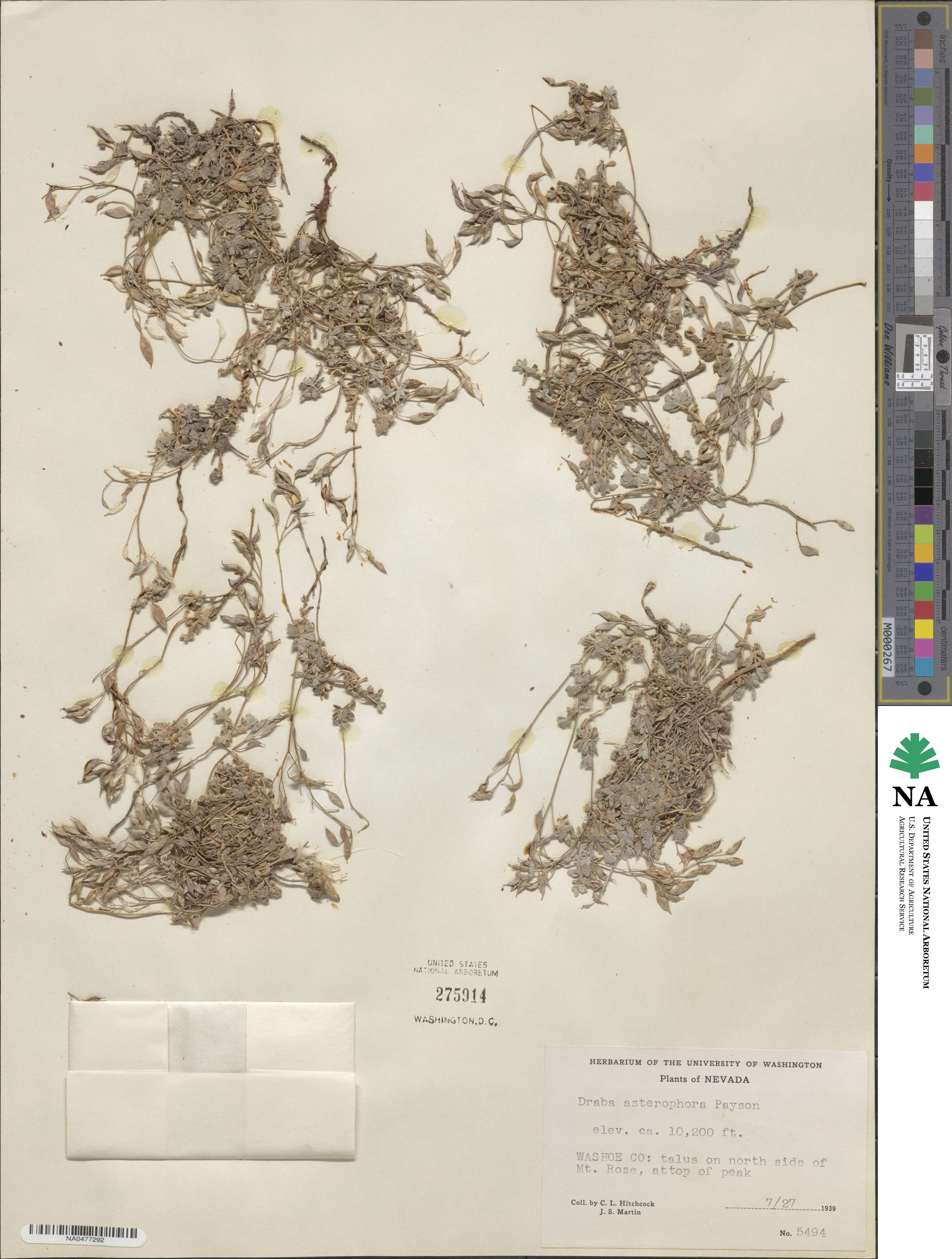 Draba asterophora image