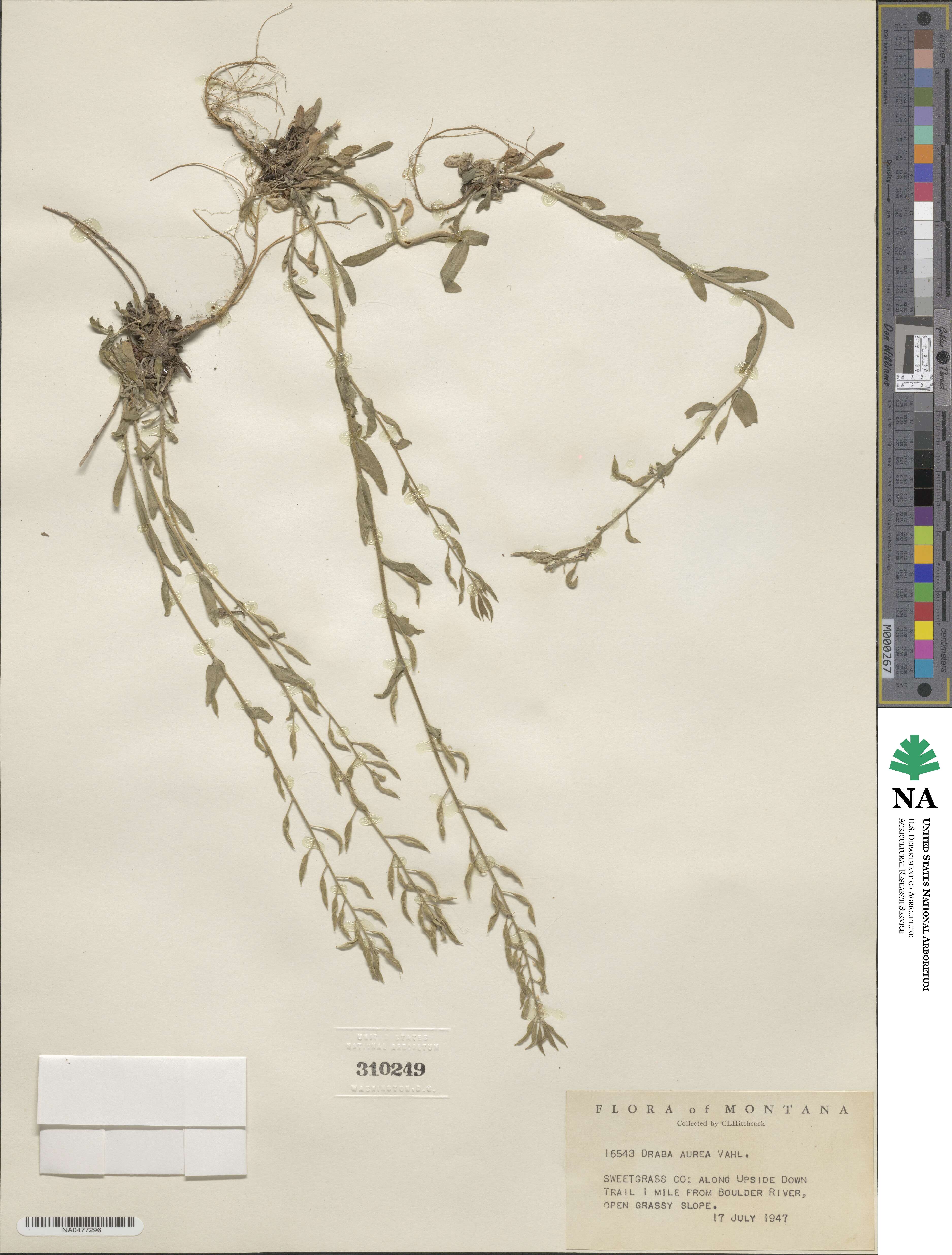 Draba aurea image