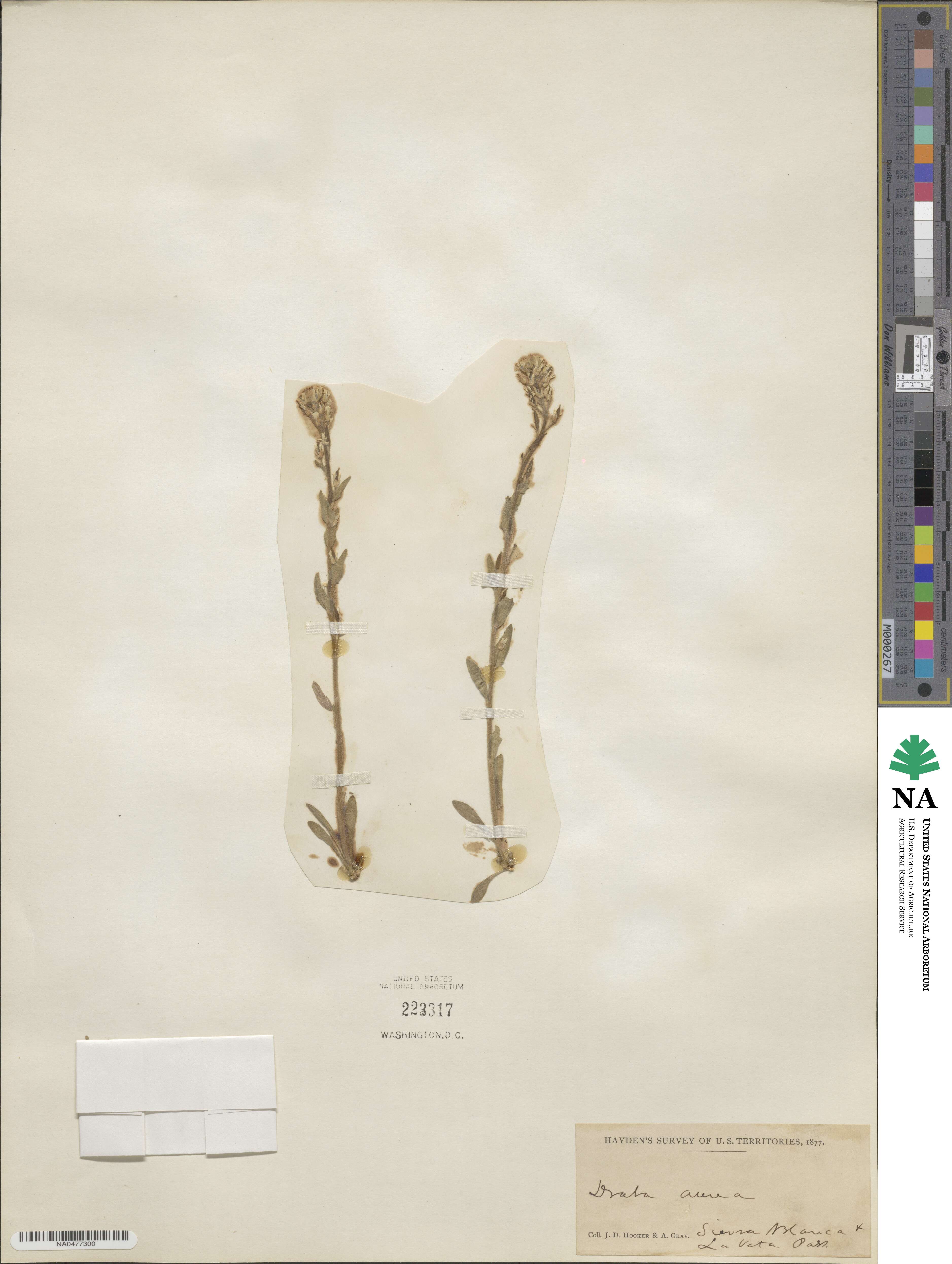 Draba aurea image