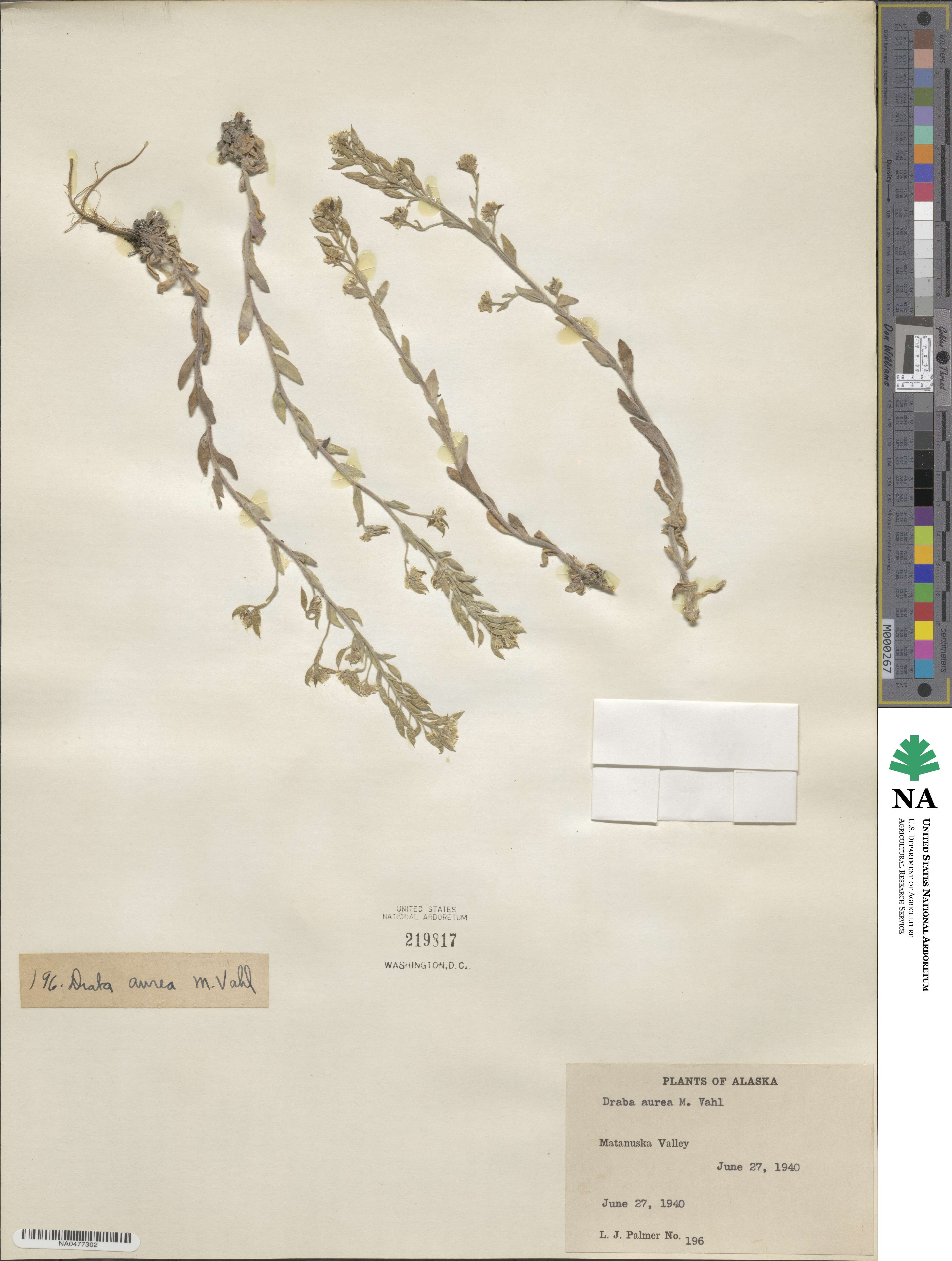 Draba aurea image