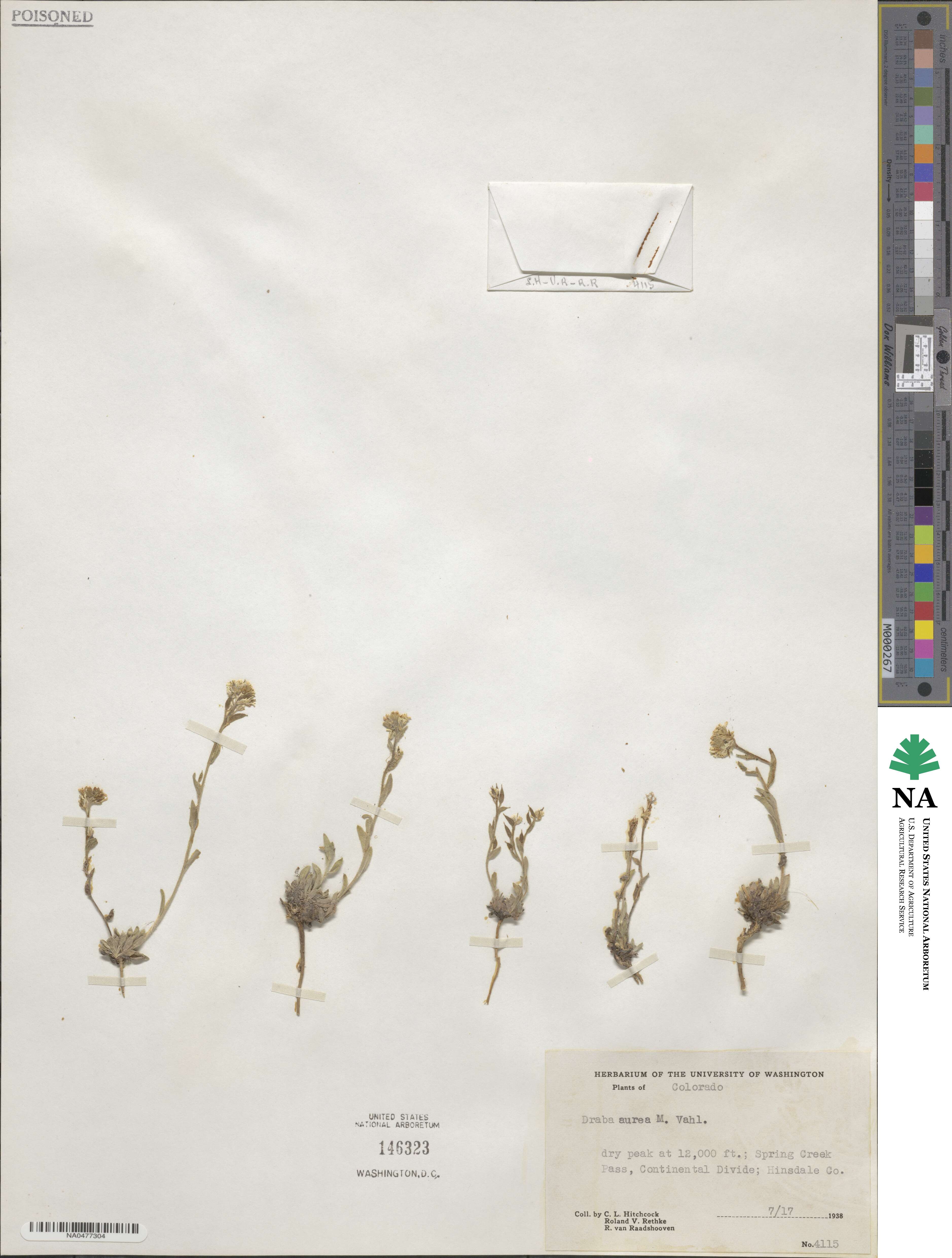 Draba aurea image