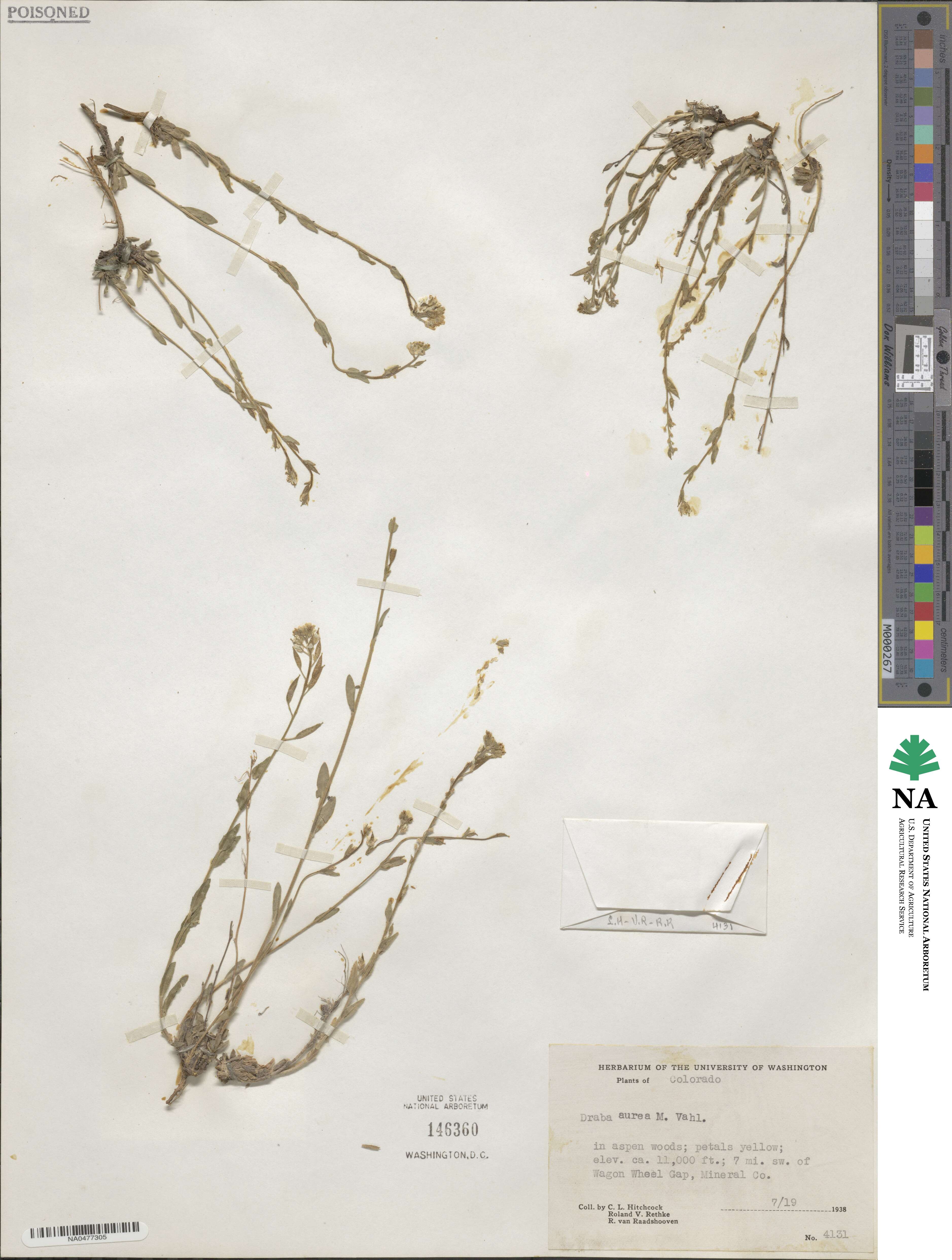 Draba aurea image