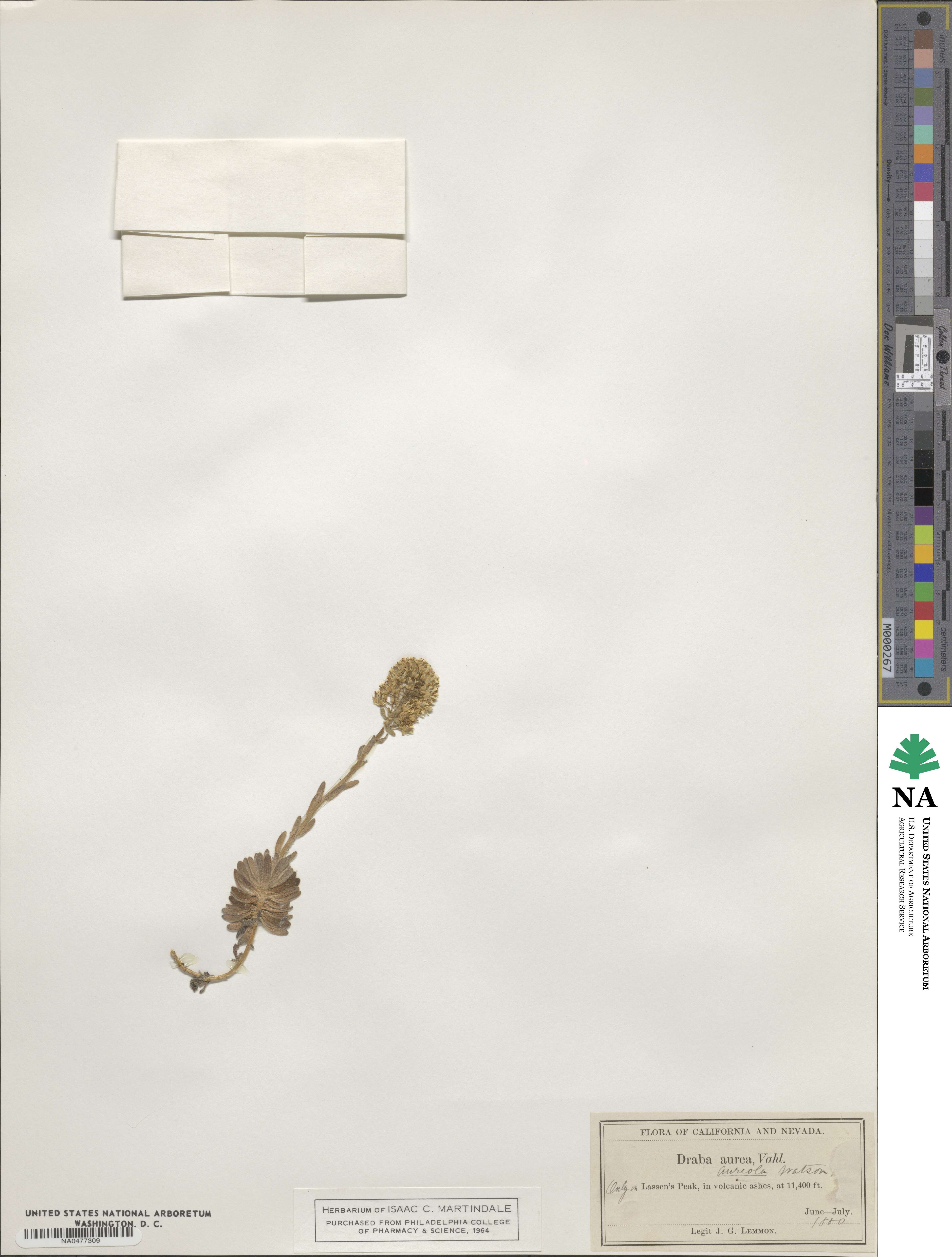 Draba aureola image