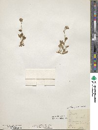 Draba borealis image