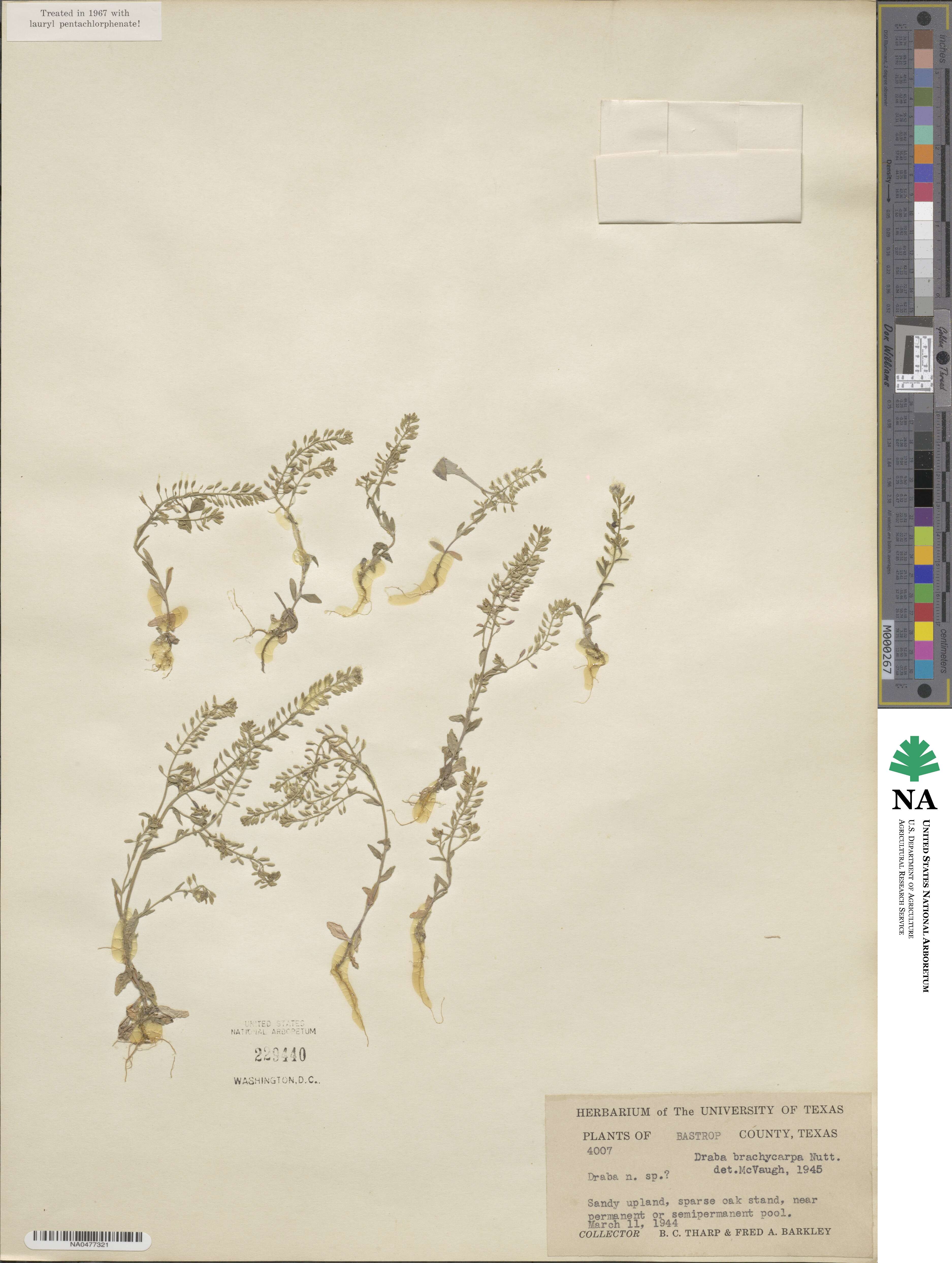 Abdra brachycarpa image
