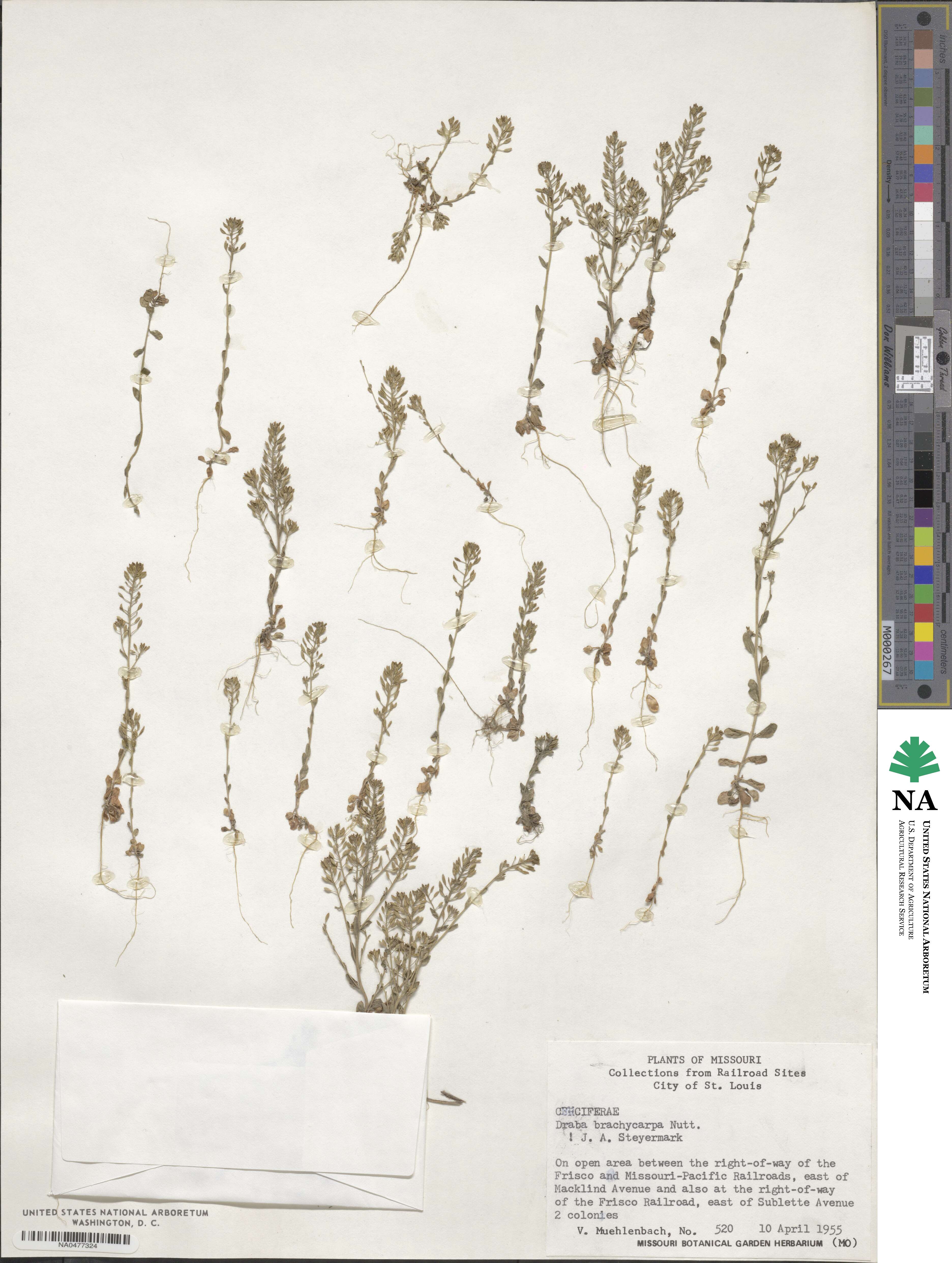 Abdra brachycarpa image