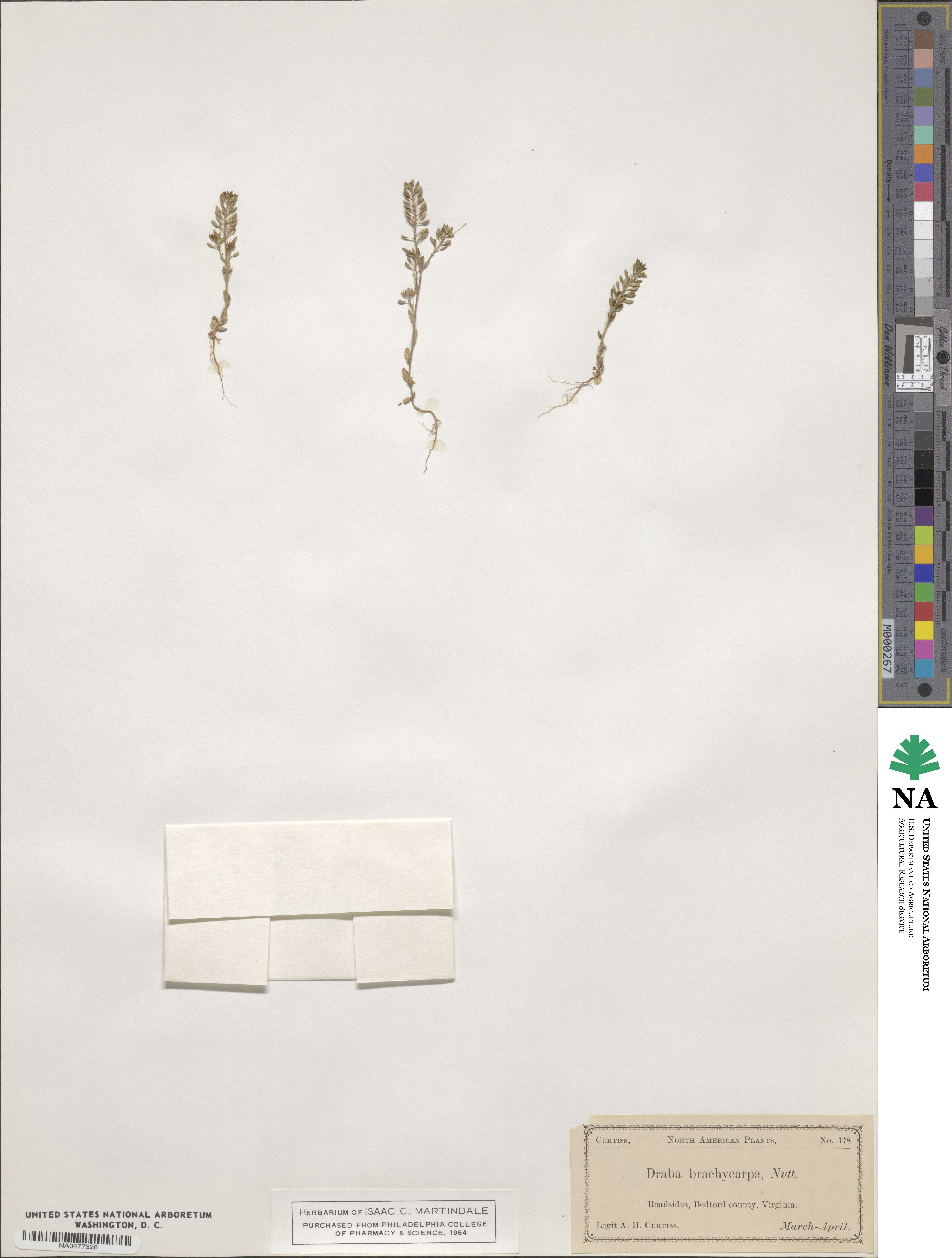 Abdra brachycarpa image