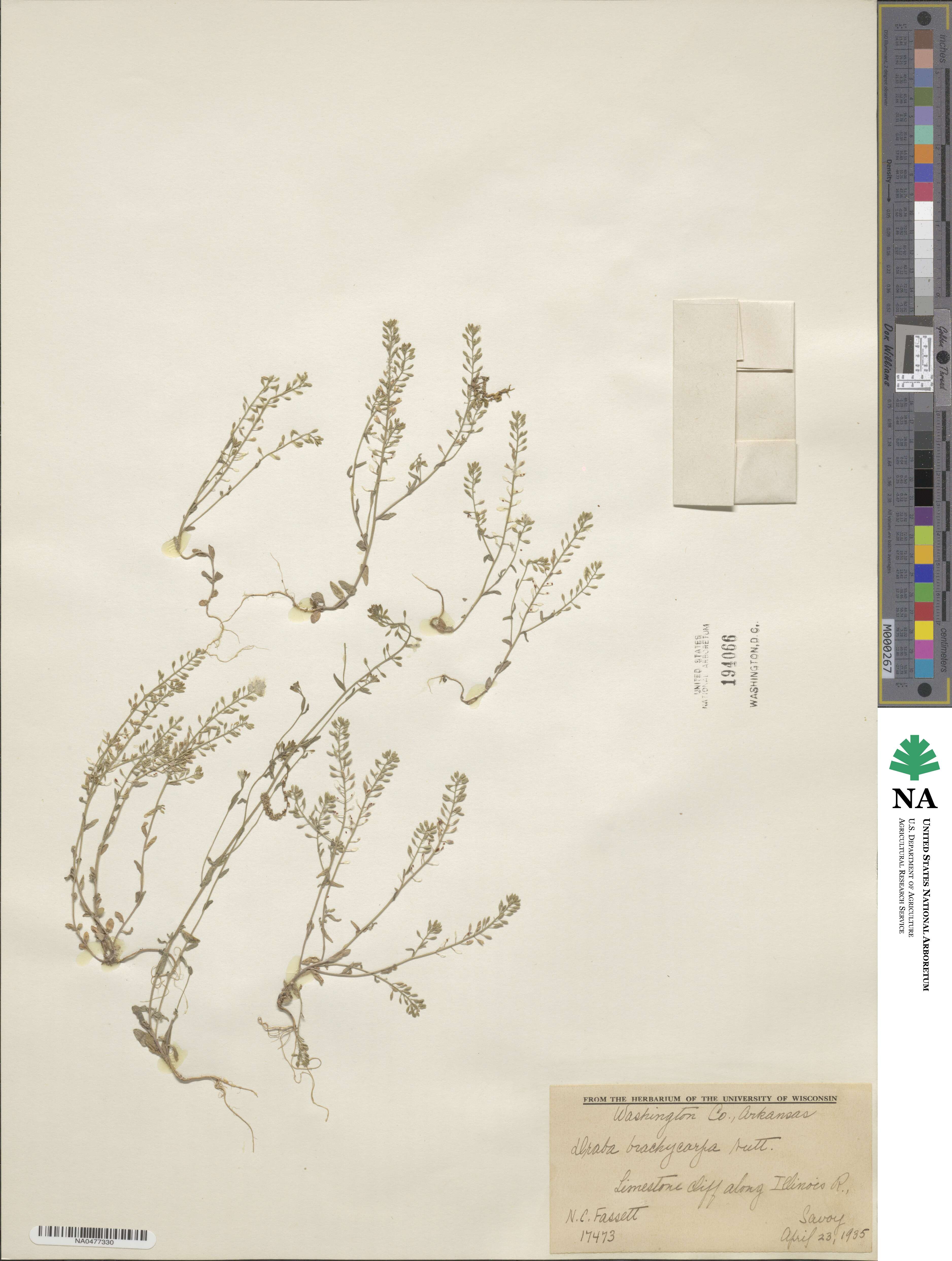 Abdra brachycarpa image
