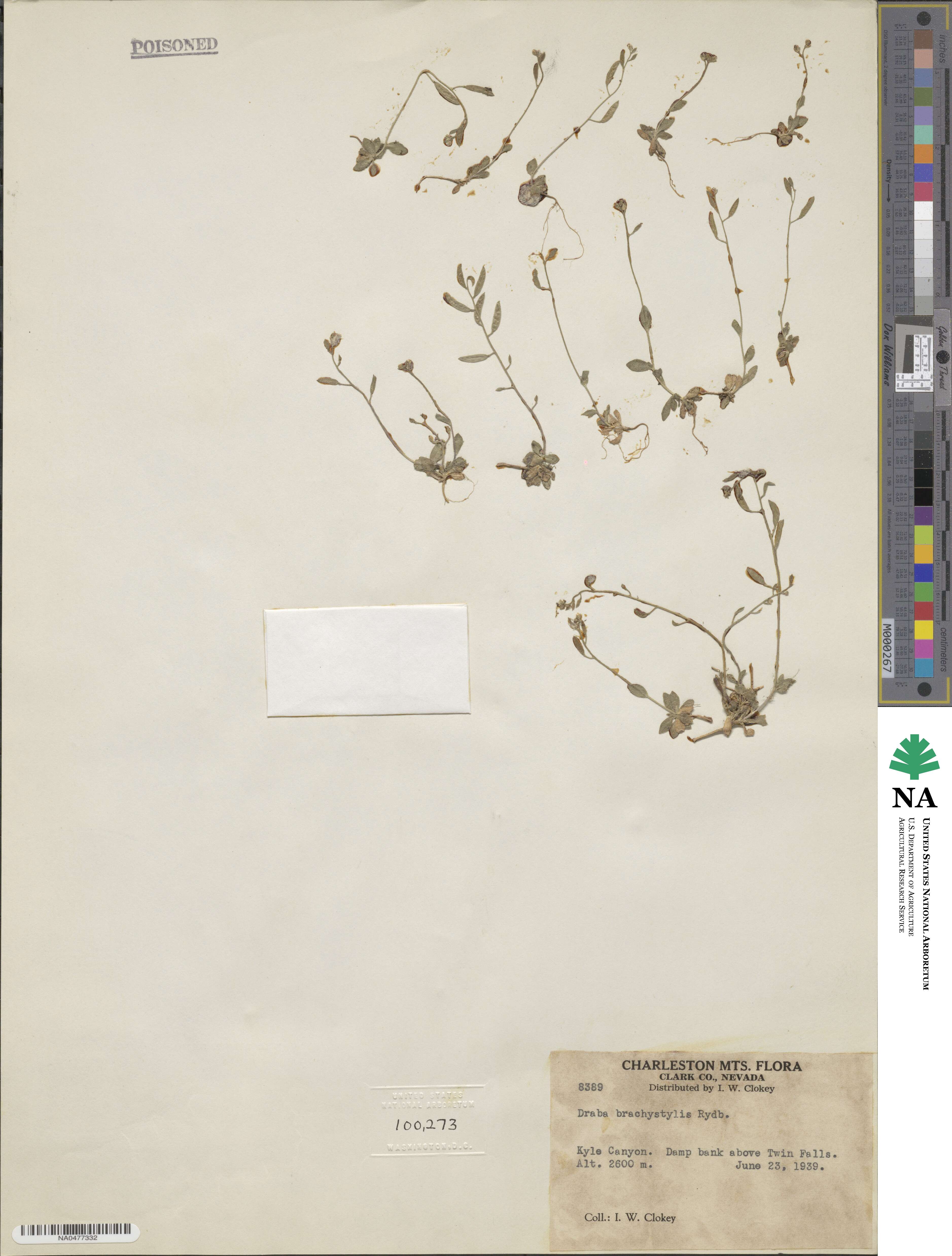 Draba brachystylis image