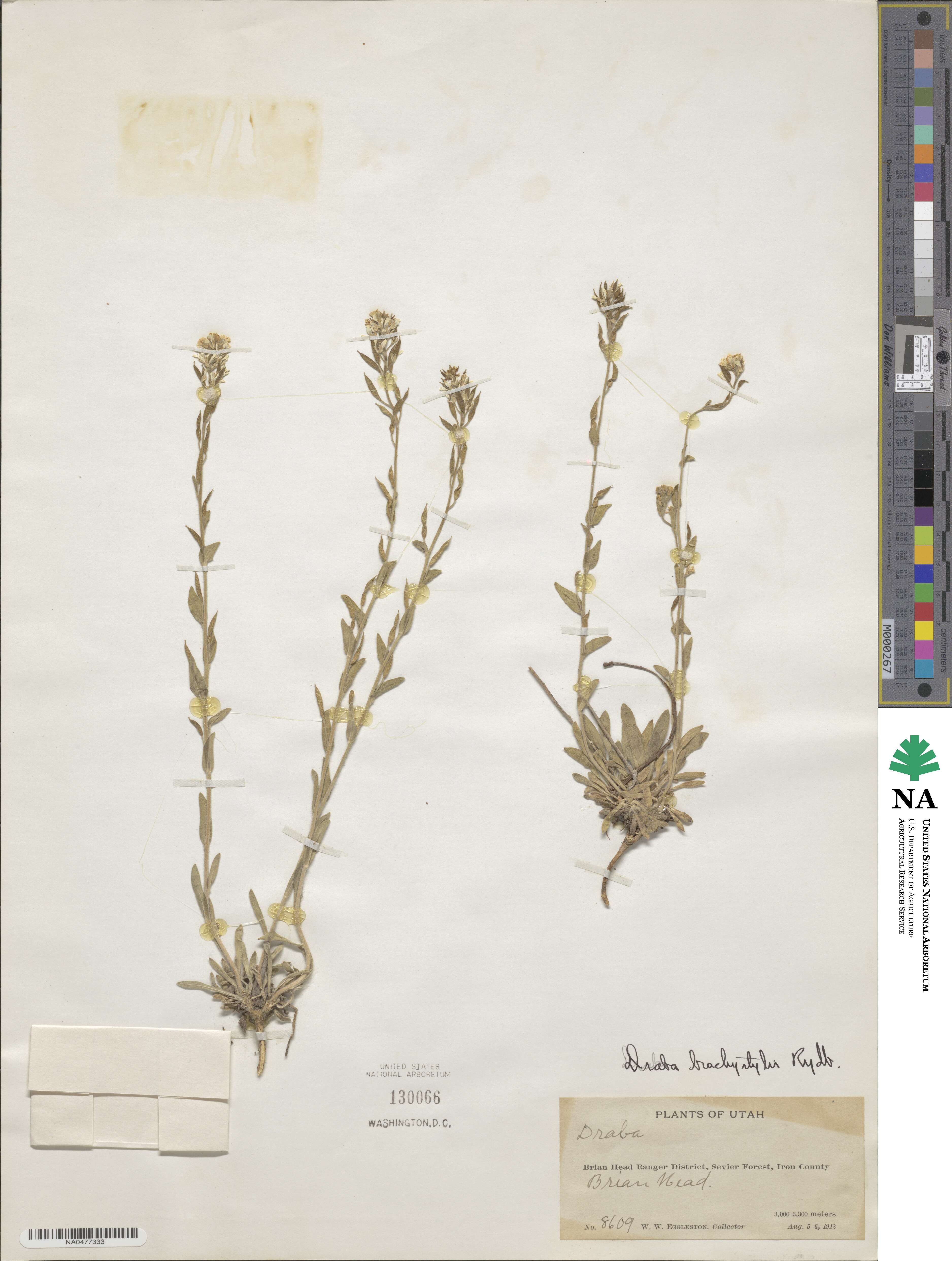 Draba brachystylis image