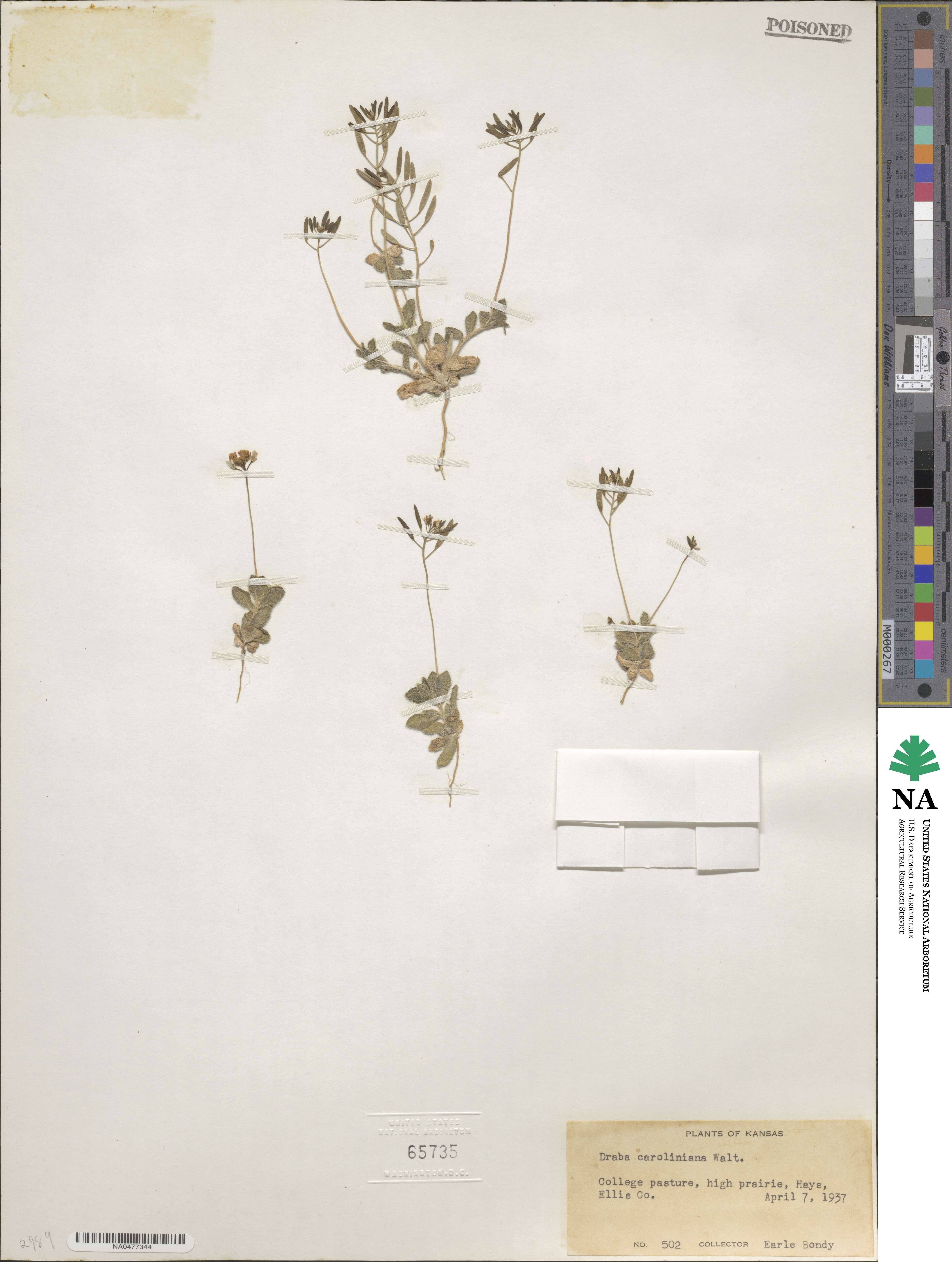 Tomostima reptans image