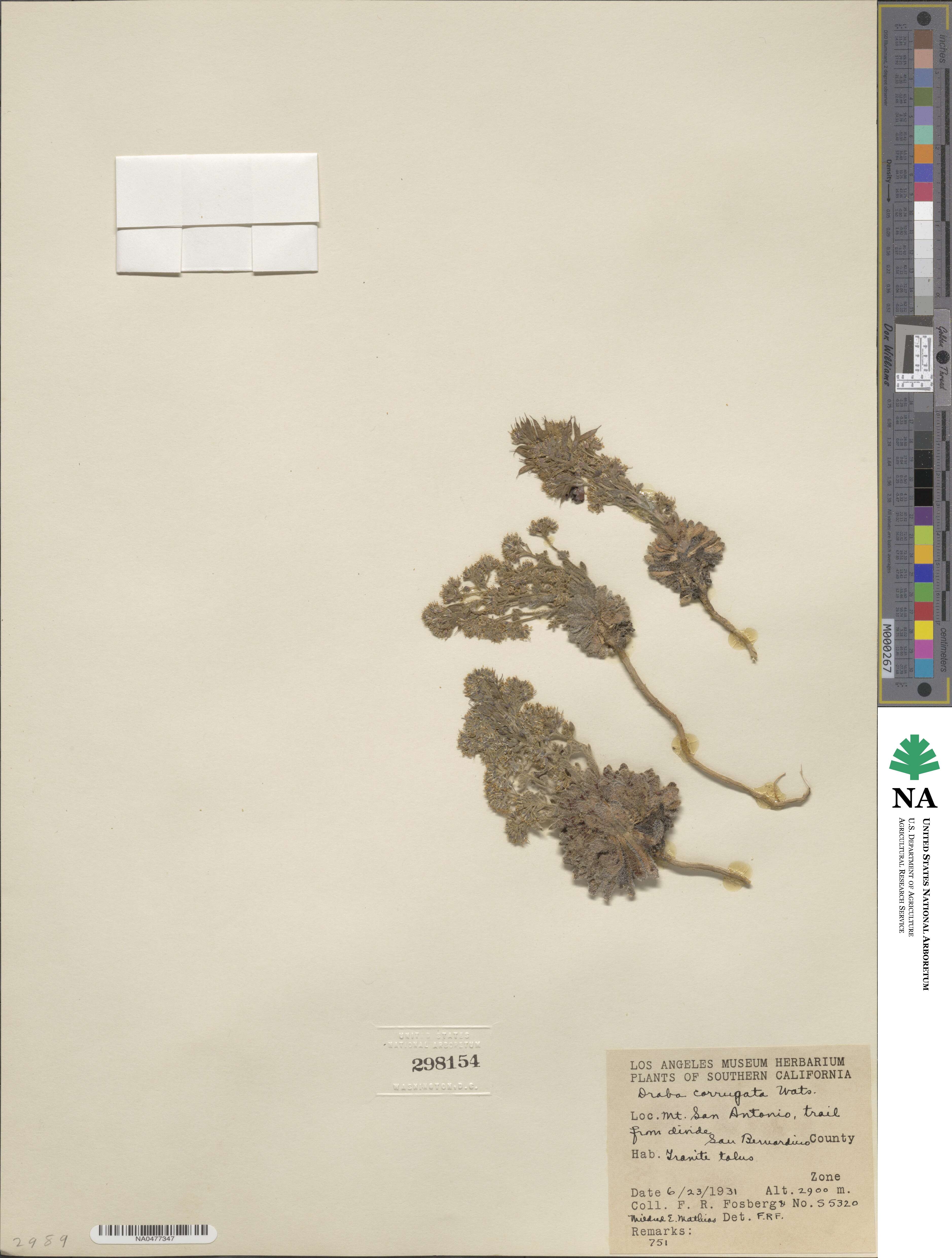 Draba corrugata image