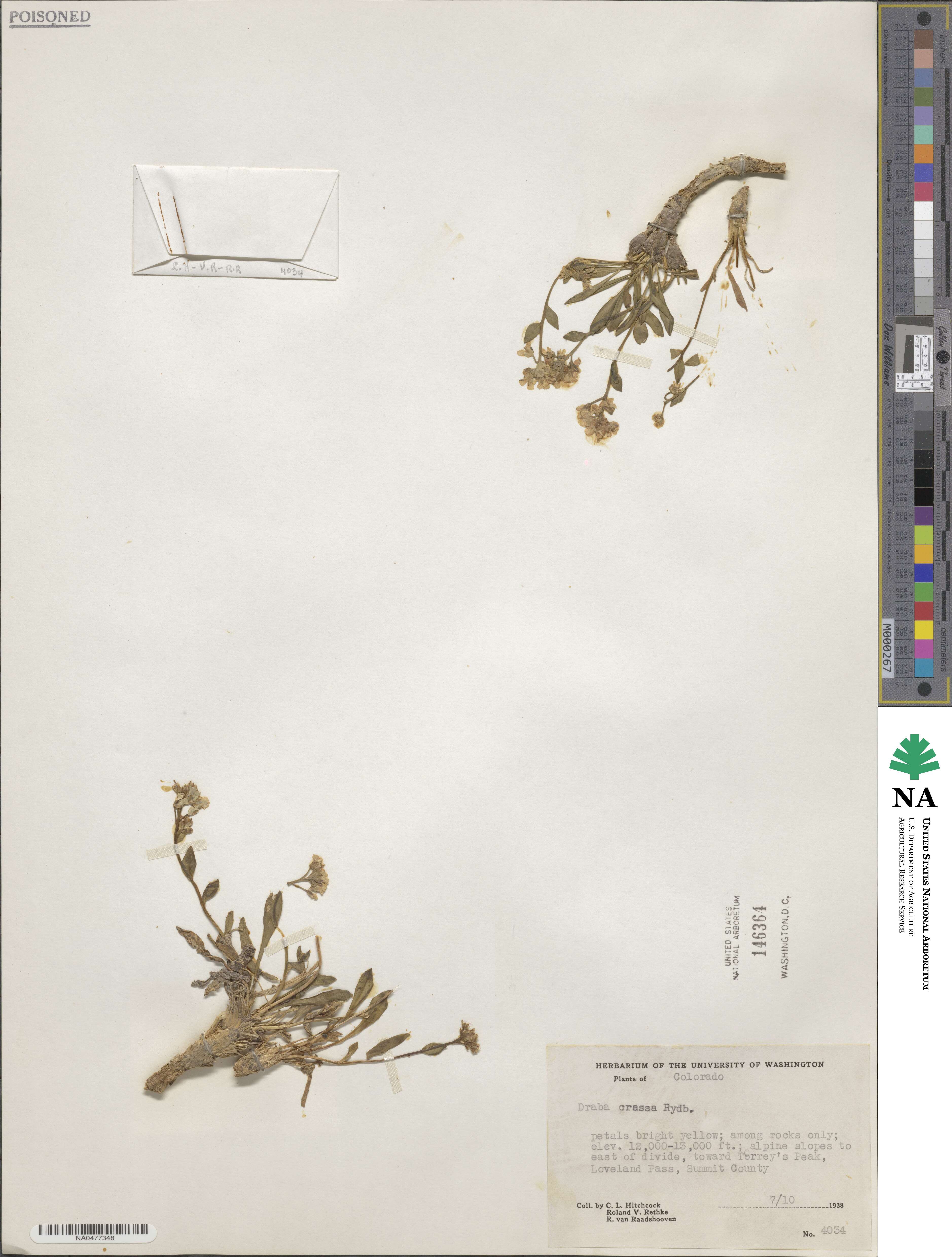 Draba crassa image