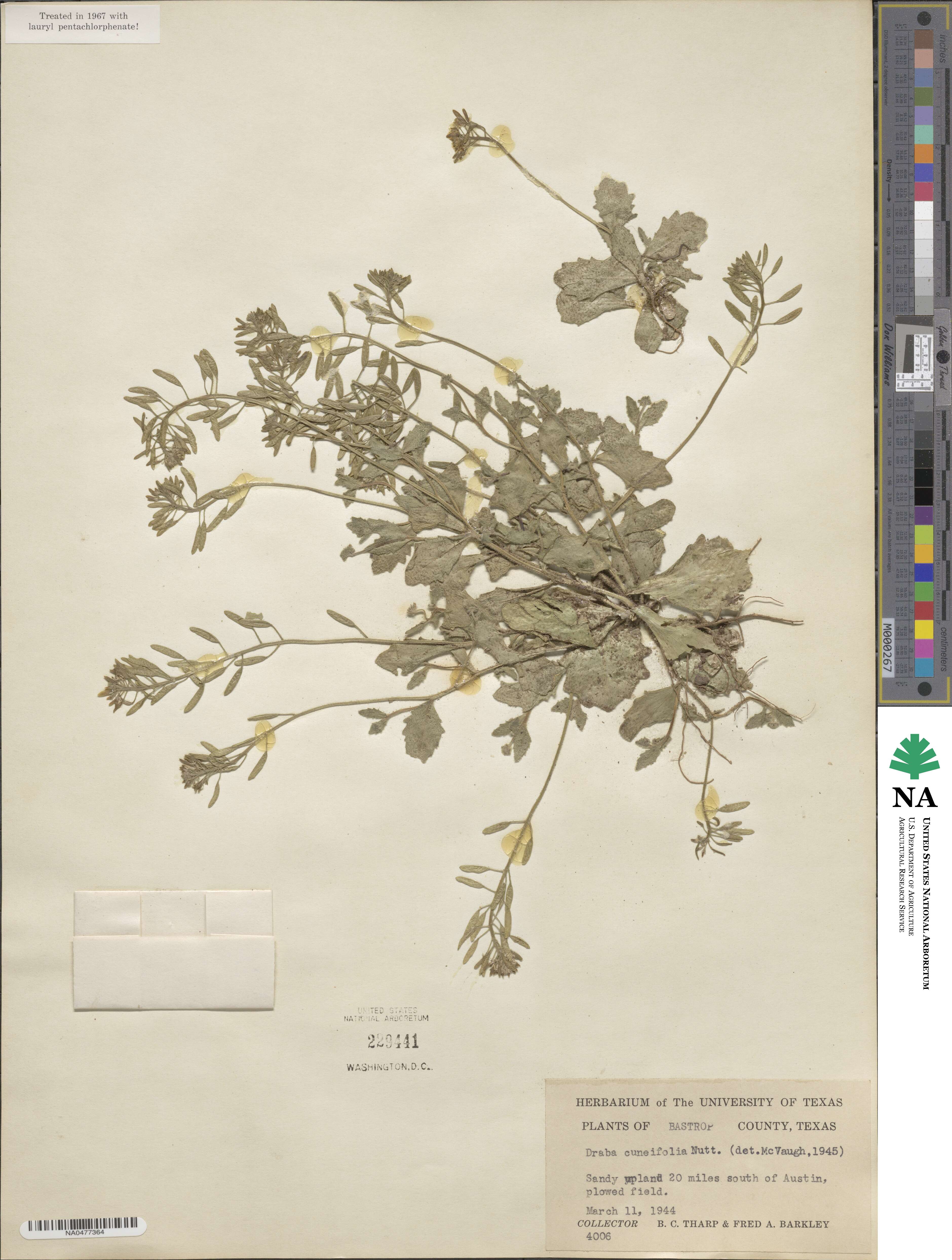 Tomostima cuneifolia image