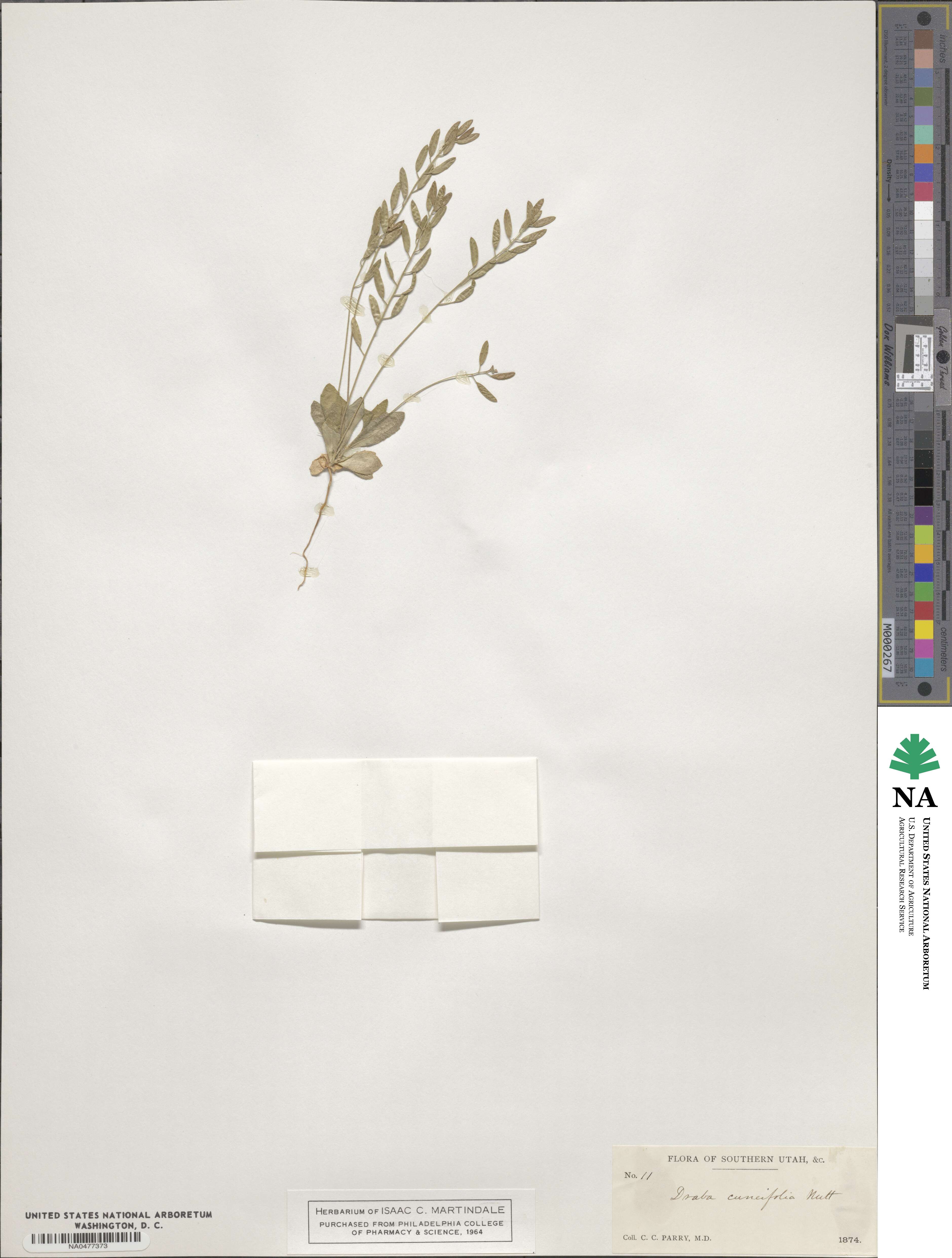 Tomostima cuneifolia image