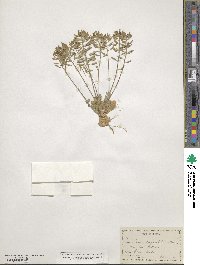 Tomostima cuneifolia image