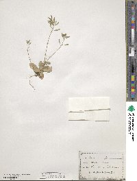 Tomostima cuneifolia image