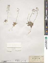 Tomostima cuneifolia image