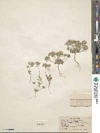 Tomostima cuneifolia image