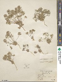 Tomostima cuneifolia image