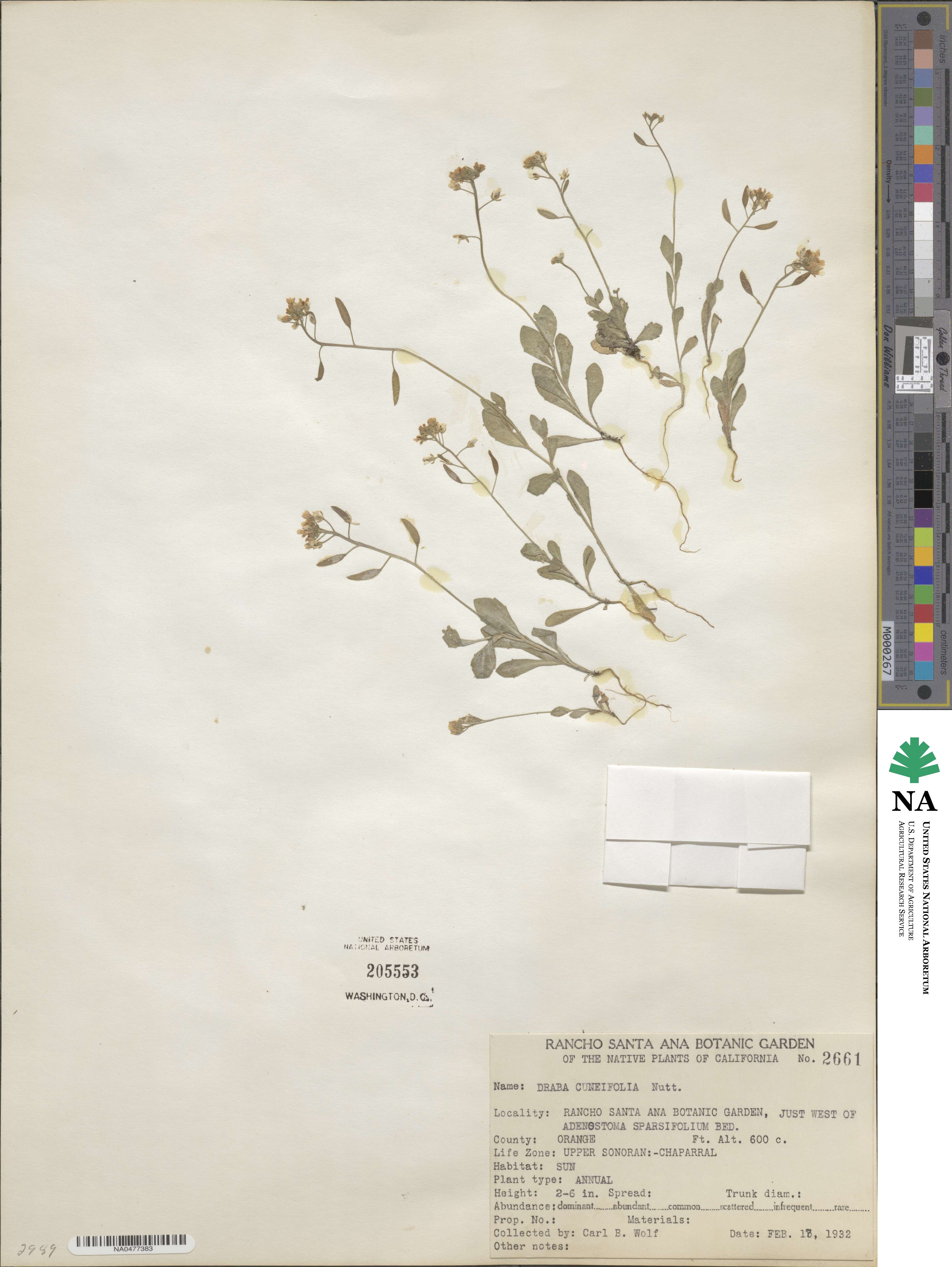 Tomostima cuneifolia image