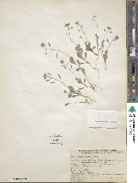 Tomostima cuneifolia image