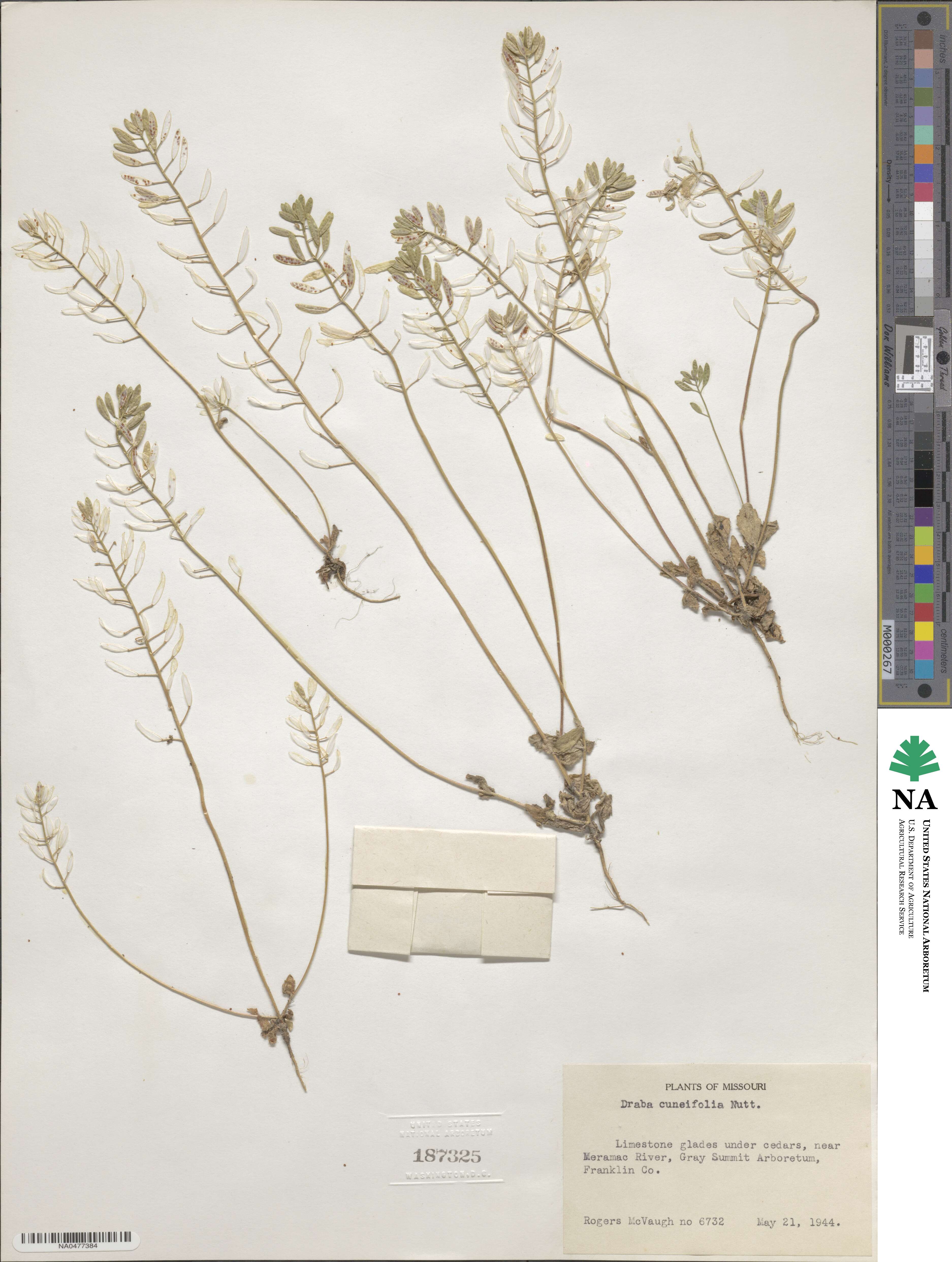 Tomostima cuneifolia image