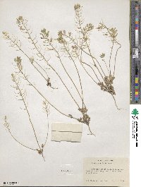 Tomostima cuneifolia image