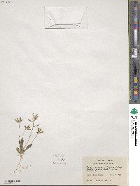 Tomostima cuneifolia image