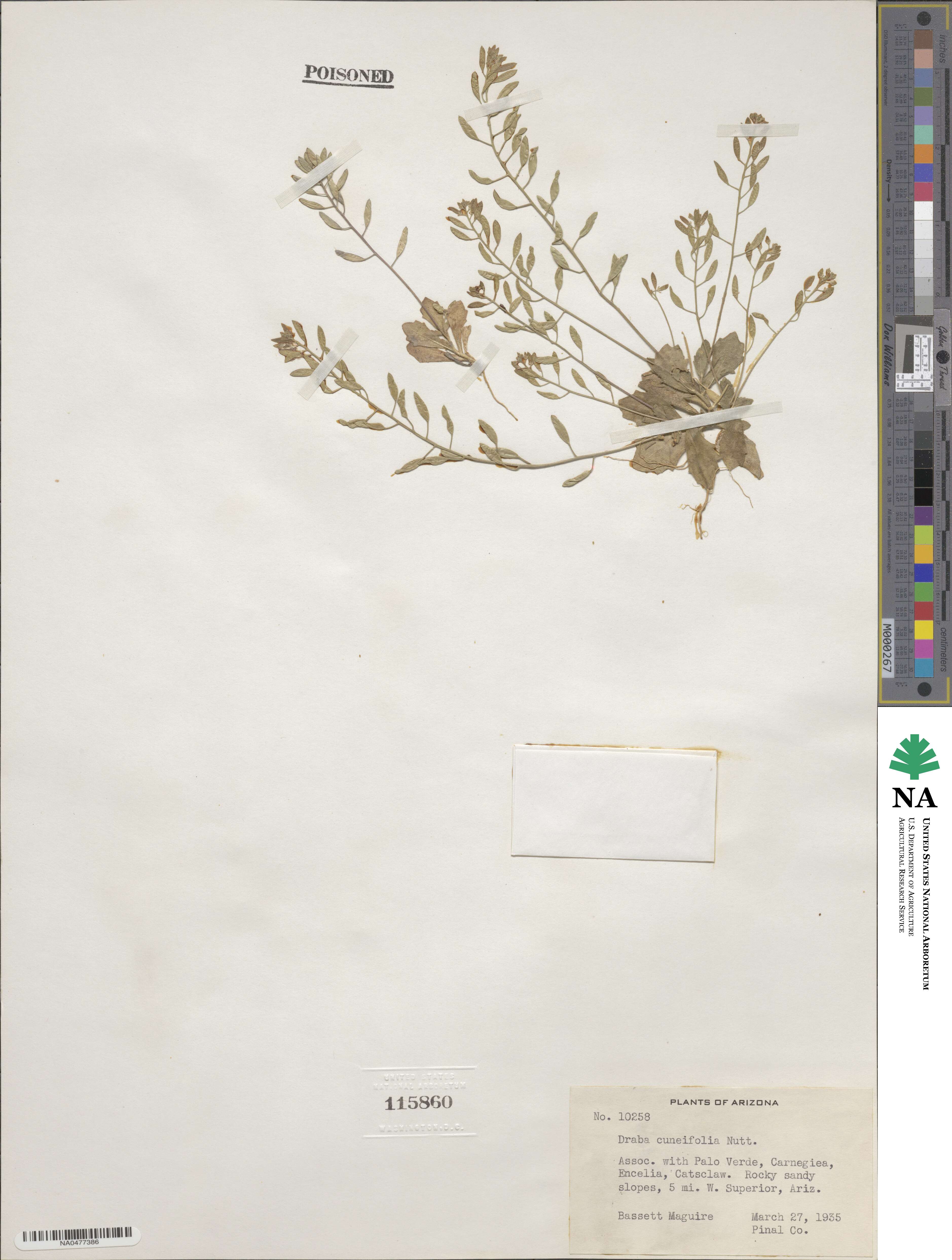 Tomostima cuneifolia image