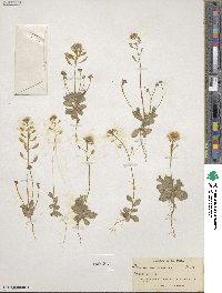 Tomostima cuneifolia image