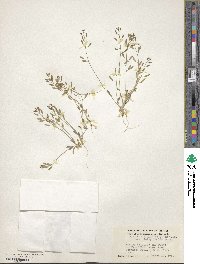 Tomostima cuneifolia image
