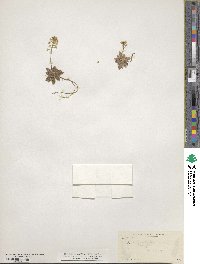 Tomostima cuneifolia image