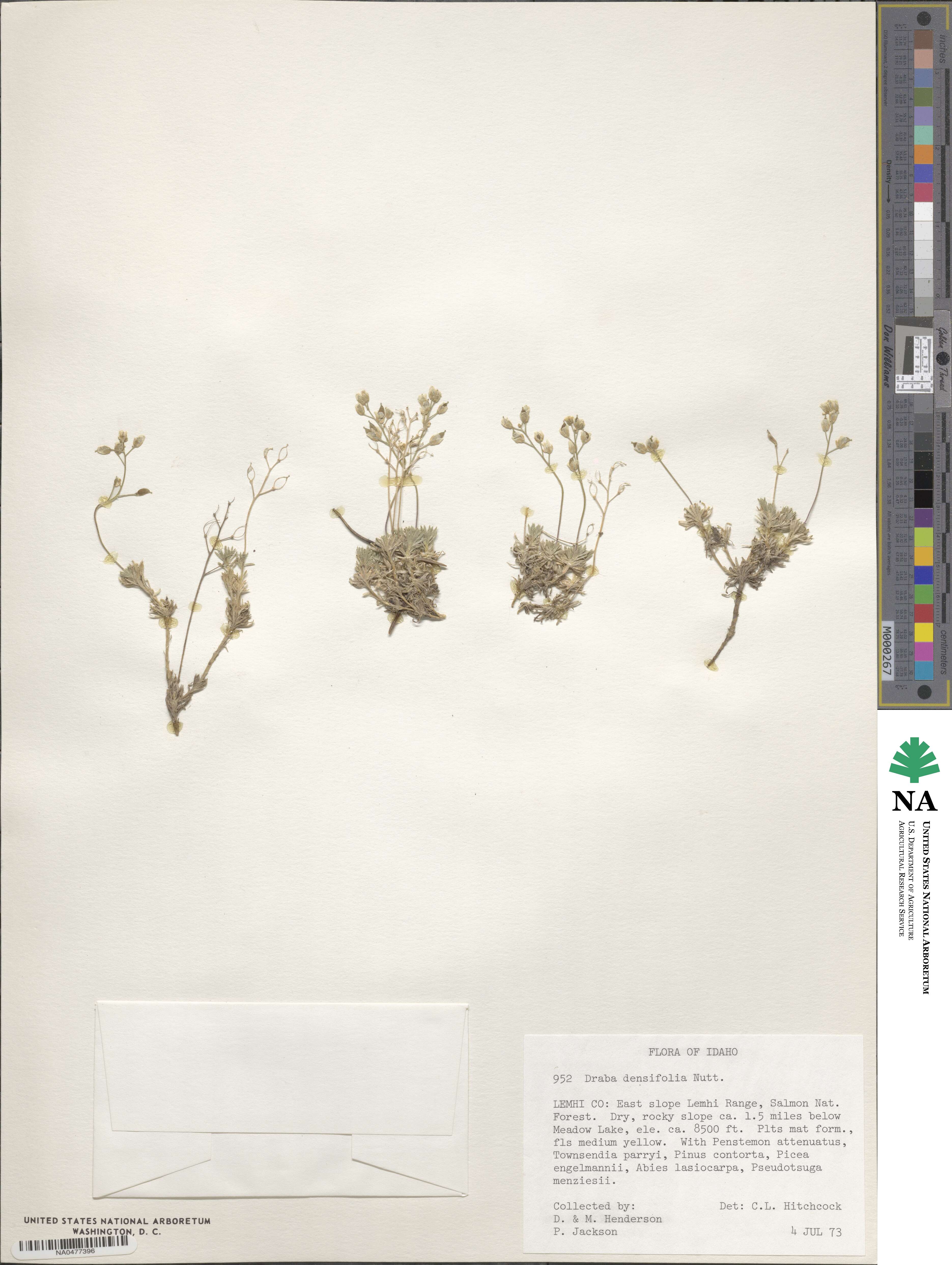 Draba densifolia image