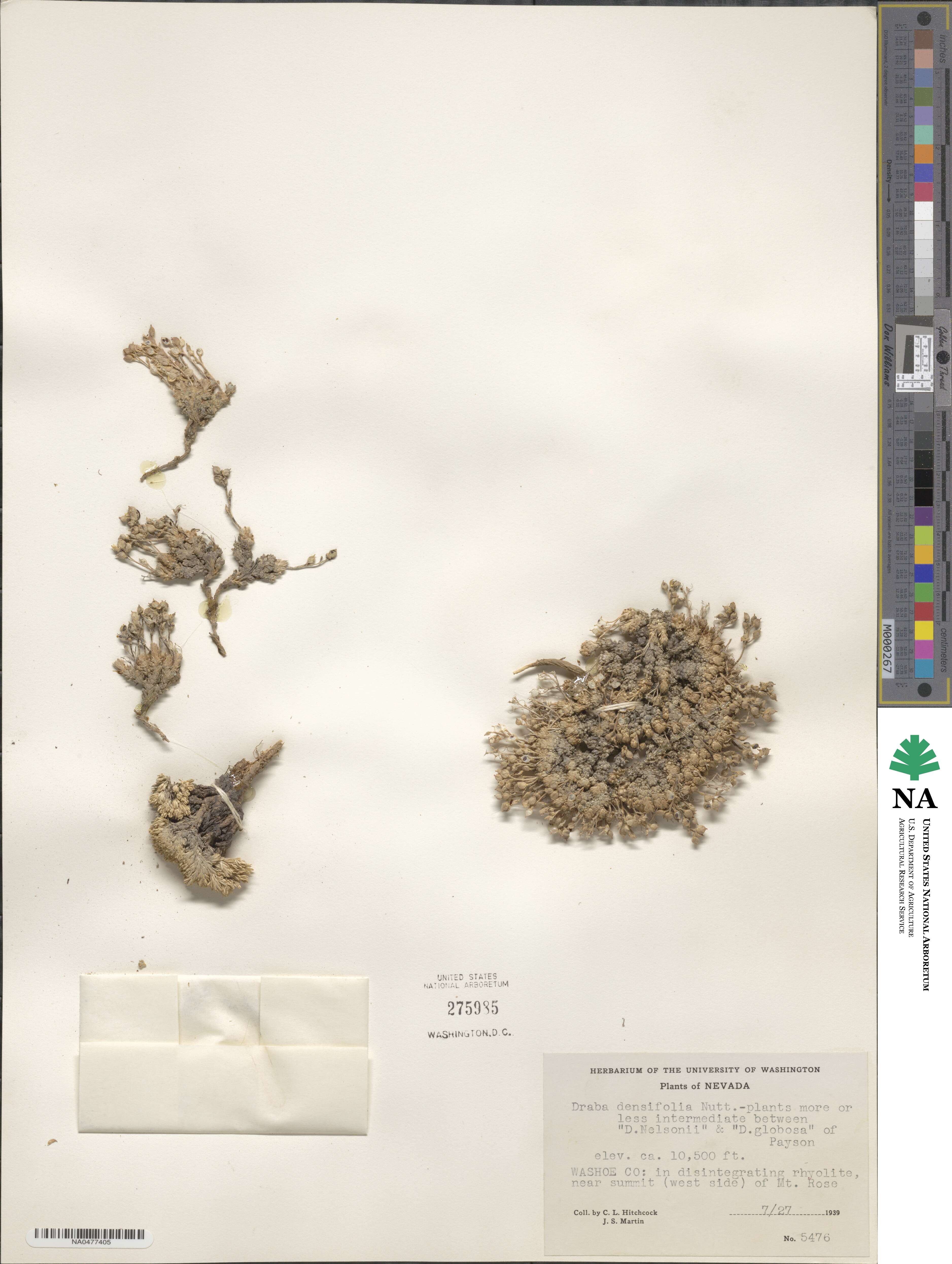 Draba densifolia image