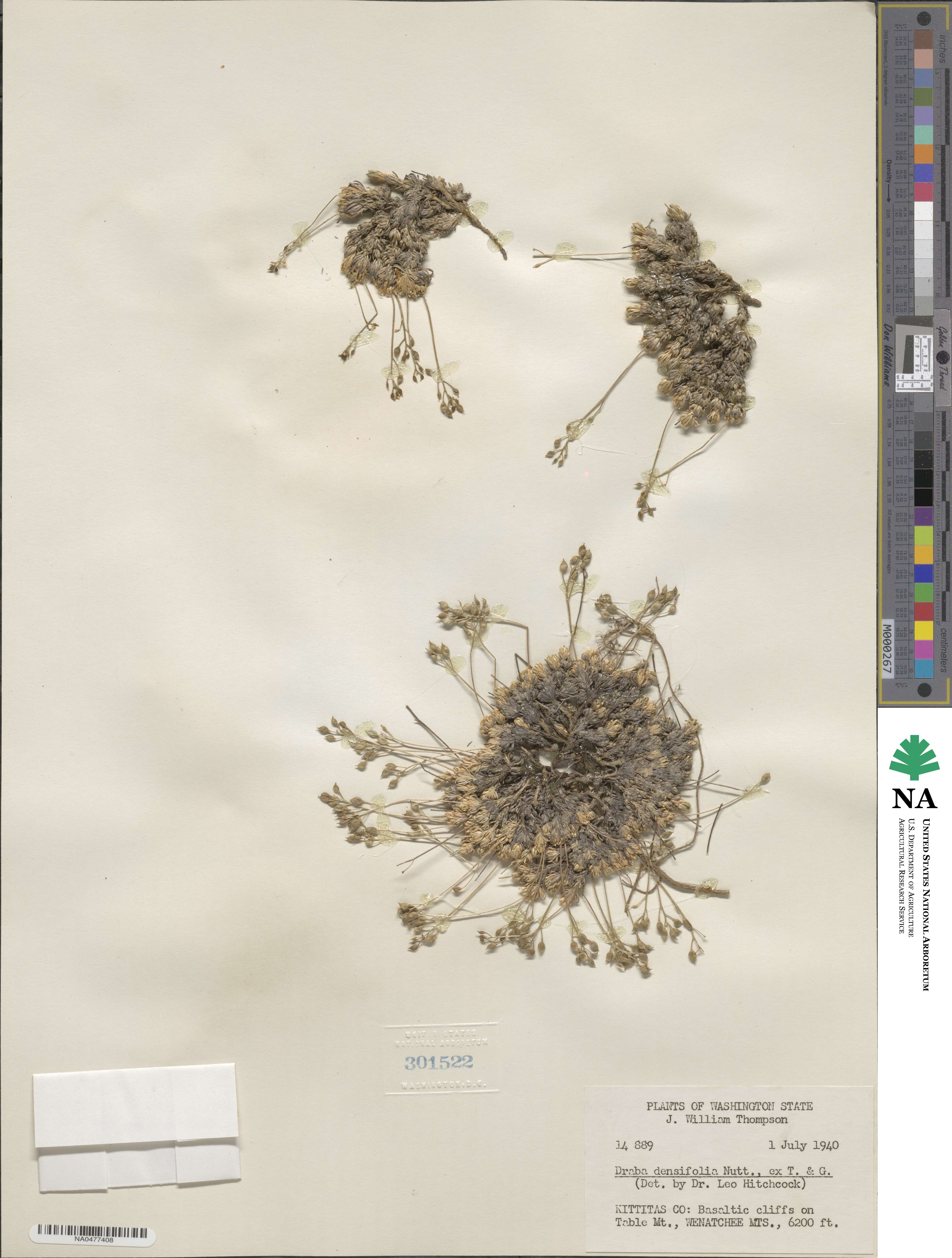 Draba densifolia image